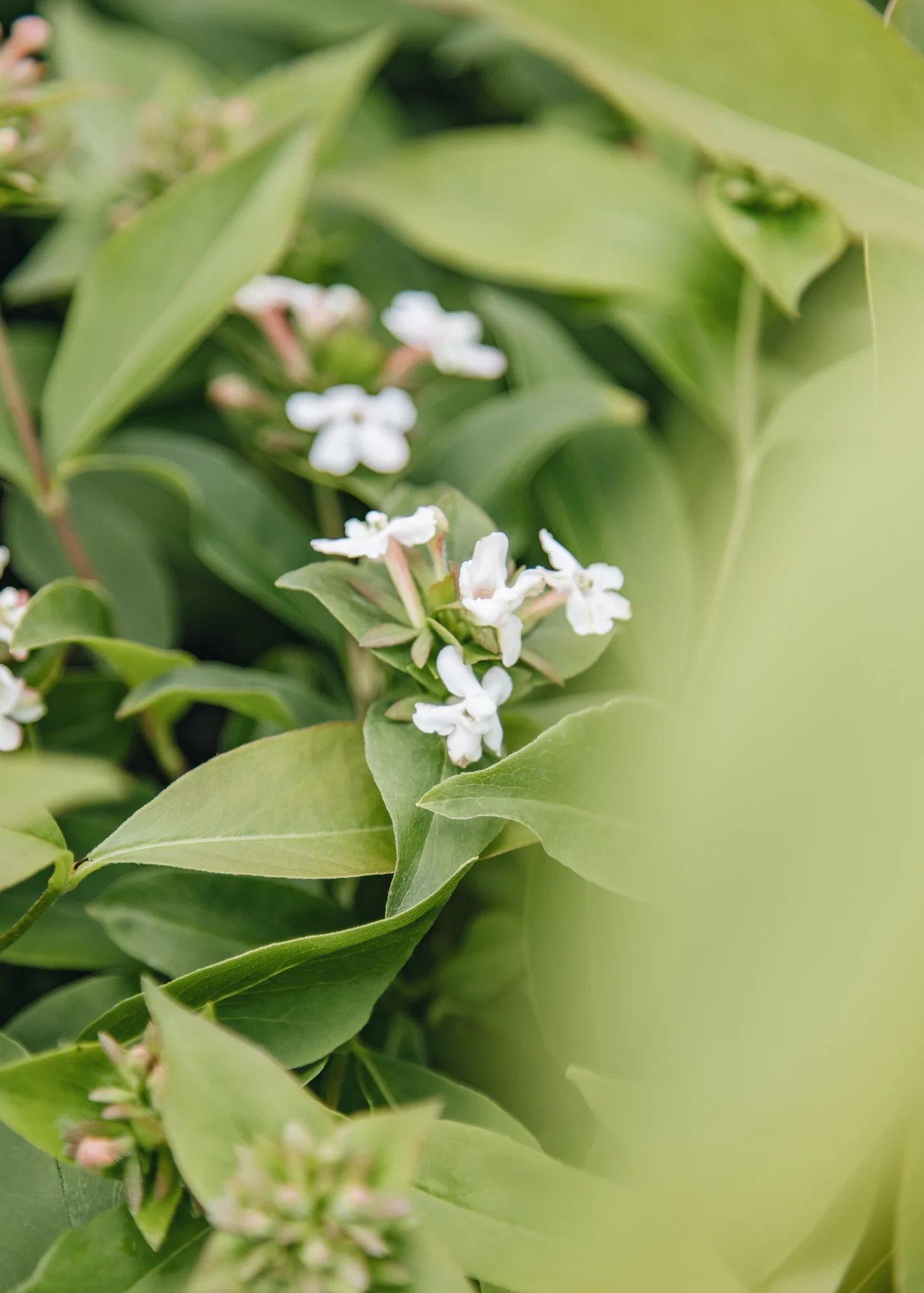Abelia mosanensis Monia, 3L