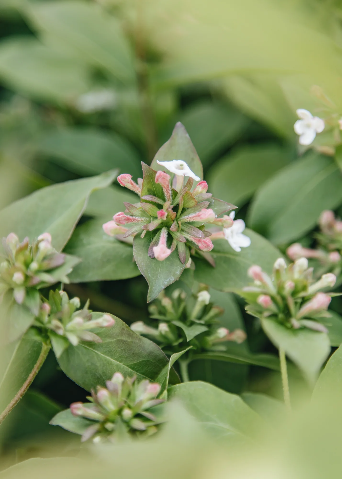 Abelia mosanensis Monia, 3L - Image 2