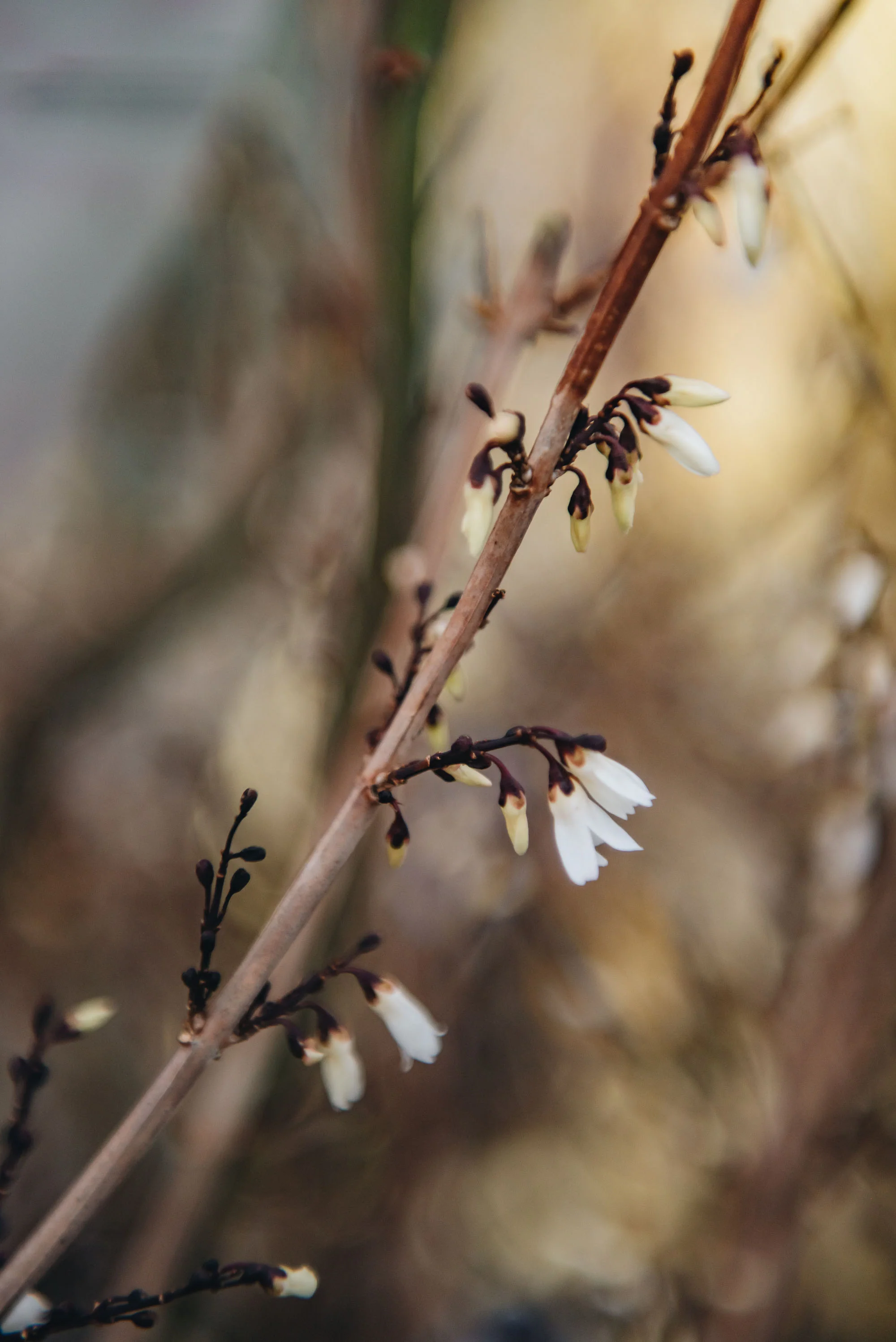 Abeliophyllum distichum, 3L