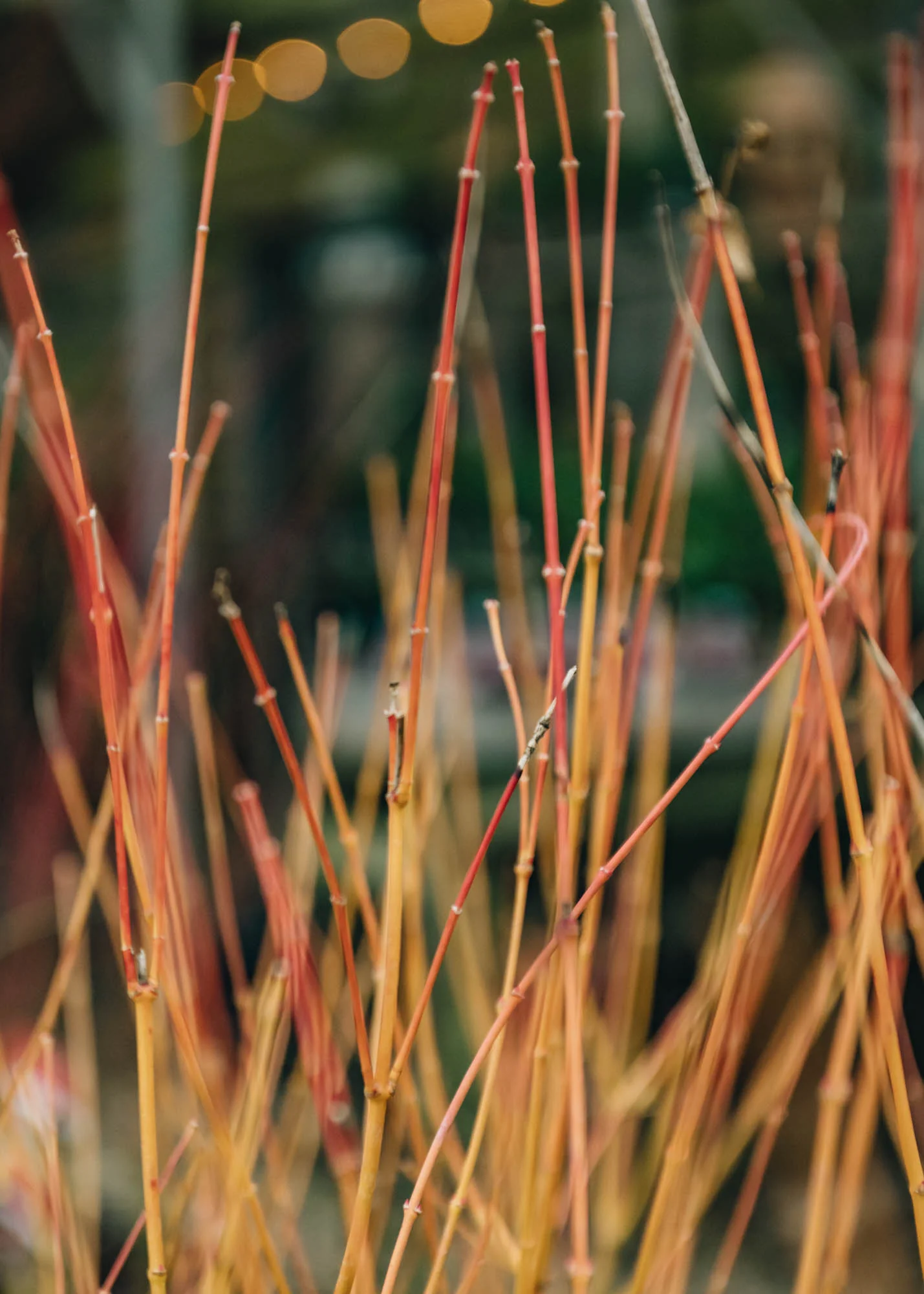 Acer Palmatum Bi Hoo, 3L - Image 3