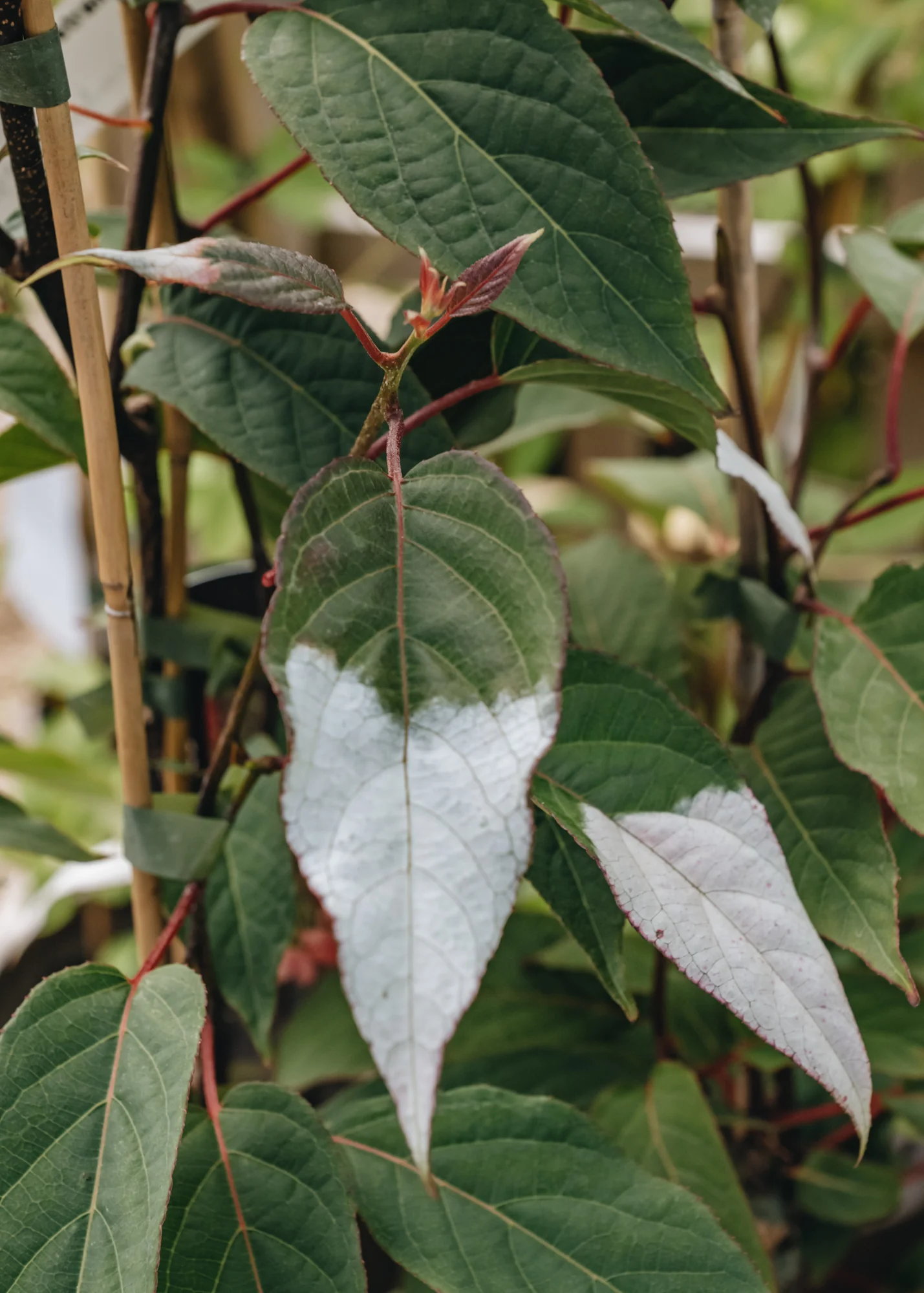 Actinidia kolomikta, 3L