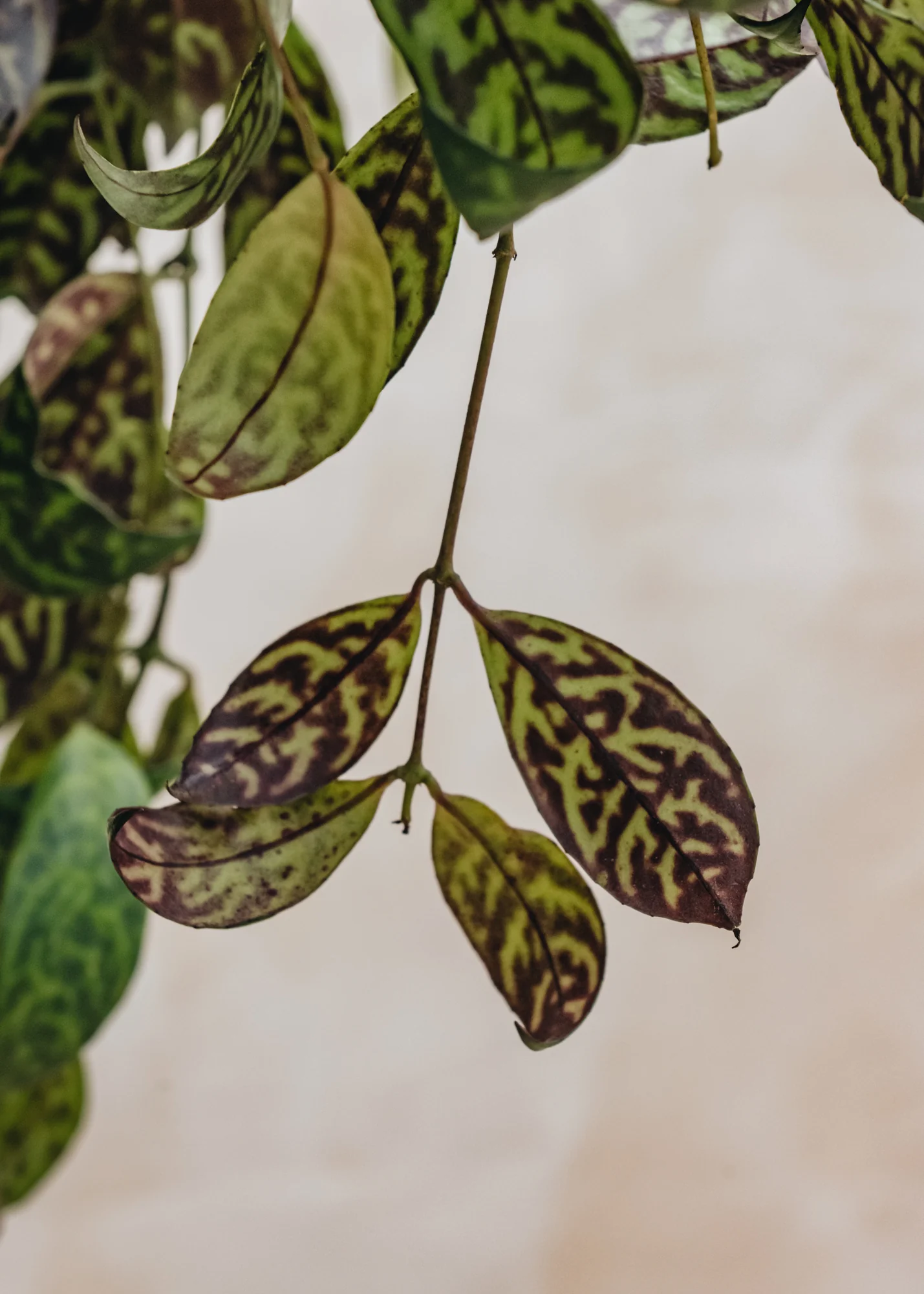 Aeschynanthus marmoratus - Image 2