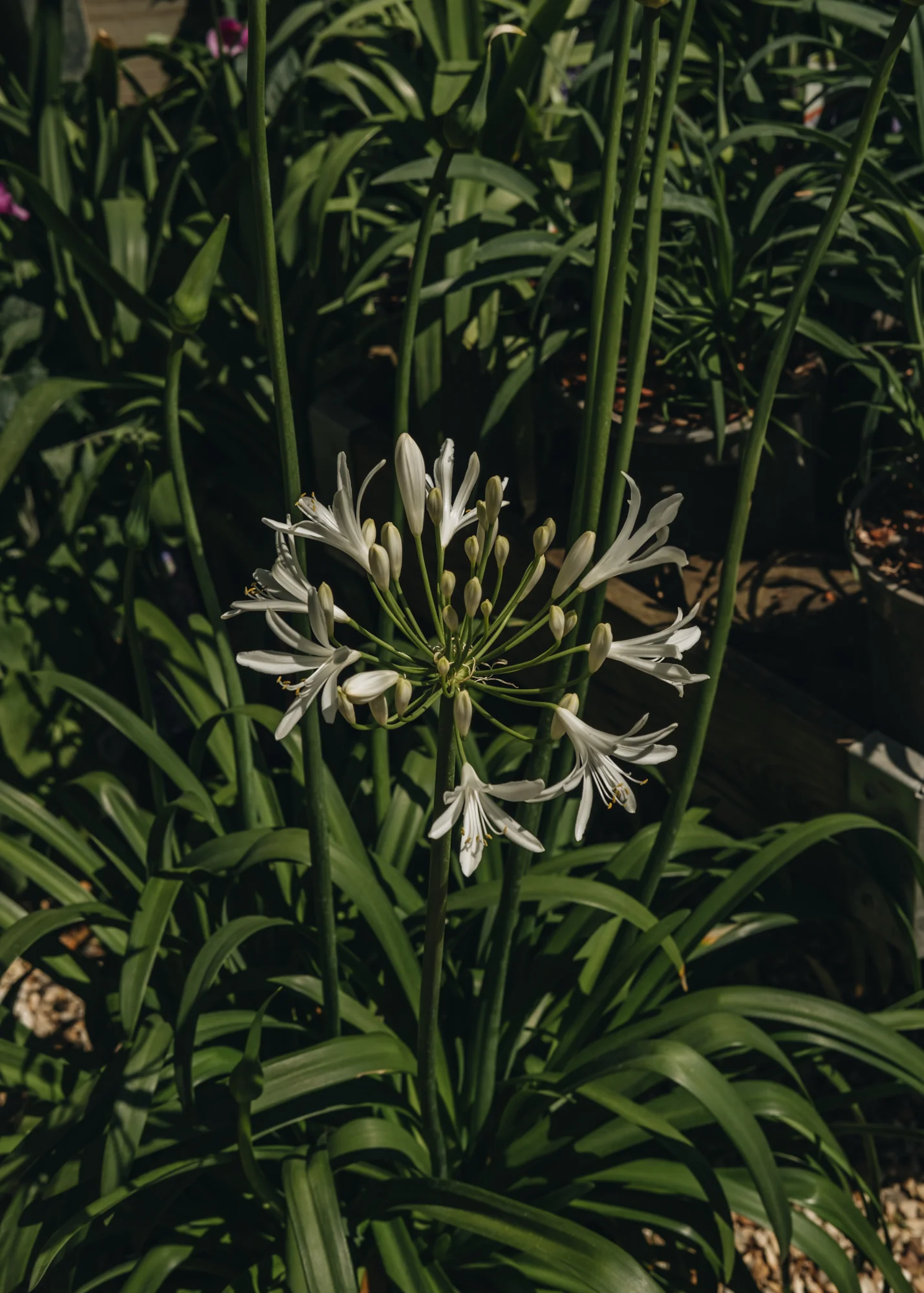 Agapanthus Amourette Superb White, 2/3L