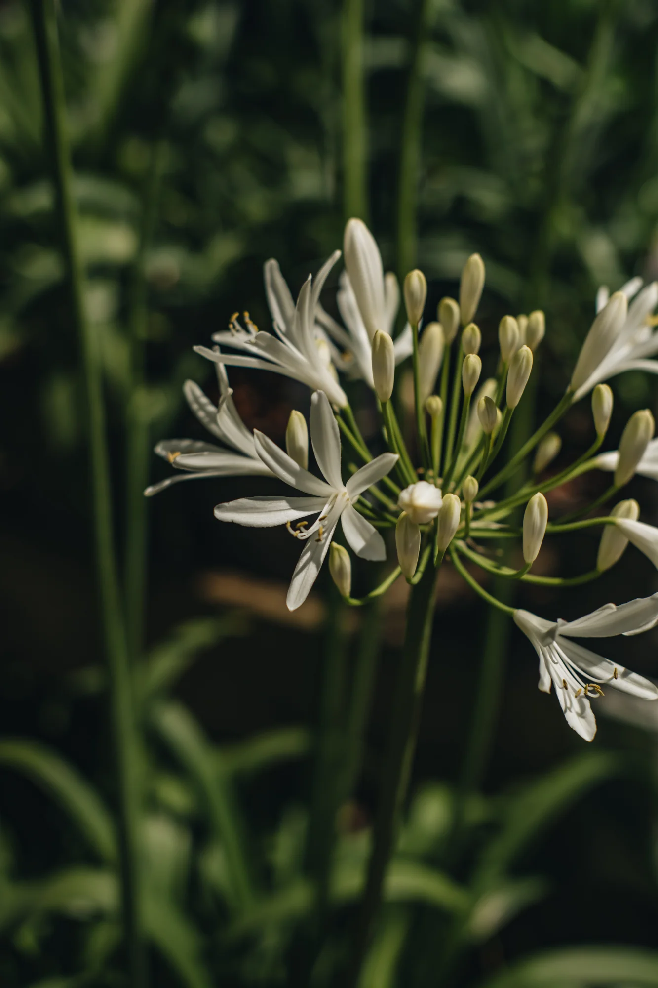 Agapanthus Amourette Superb White, 2/3L - Image 2