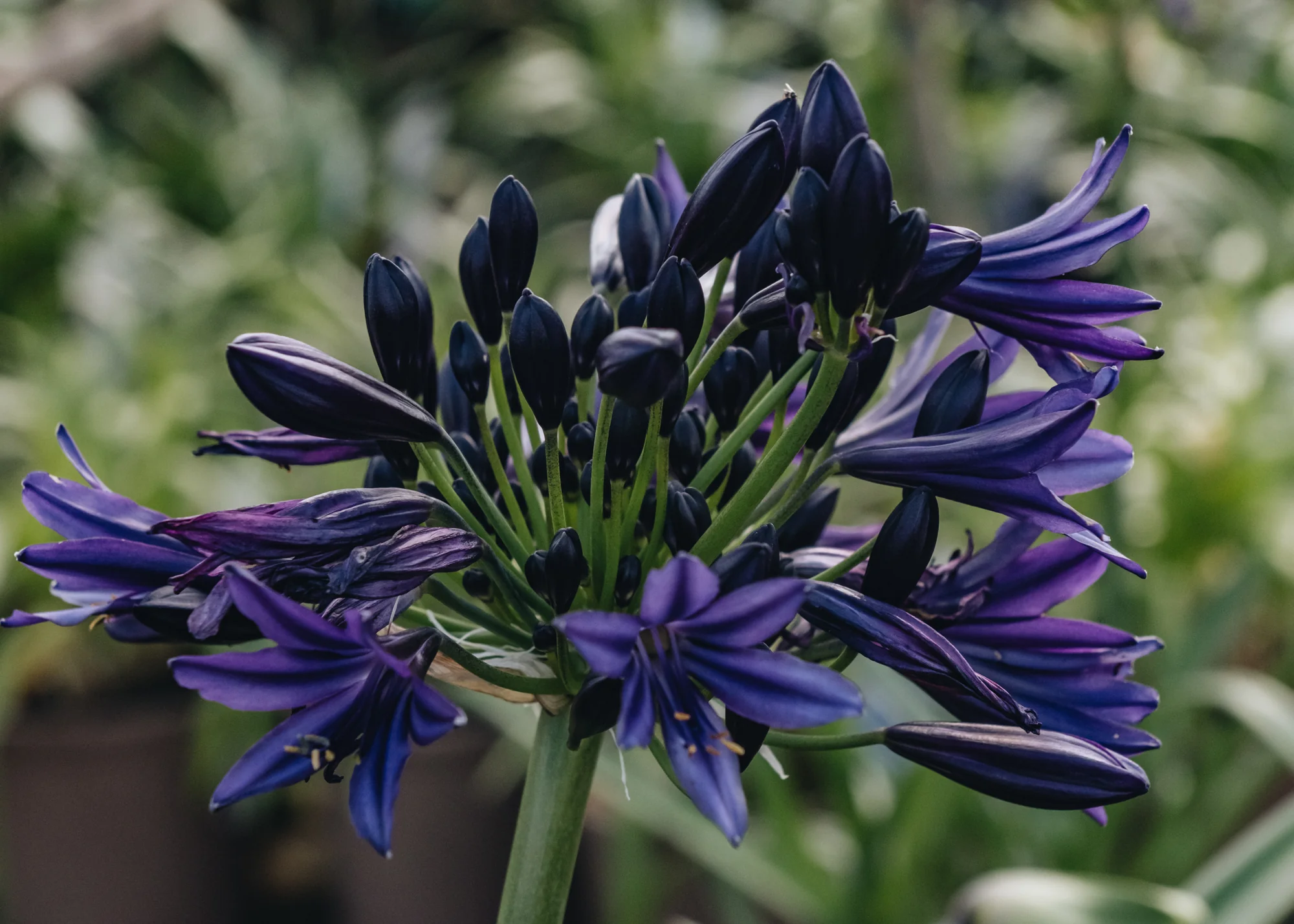 Agapanthus 'Black Jack', 3L - Image 4