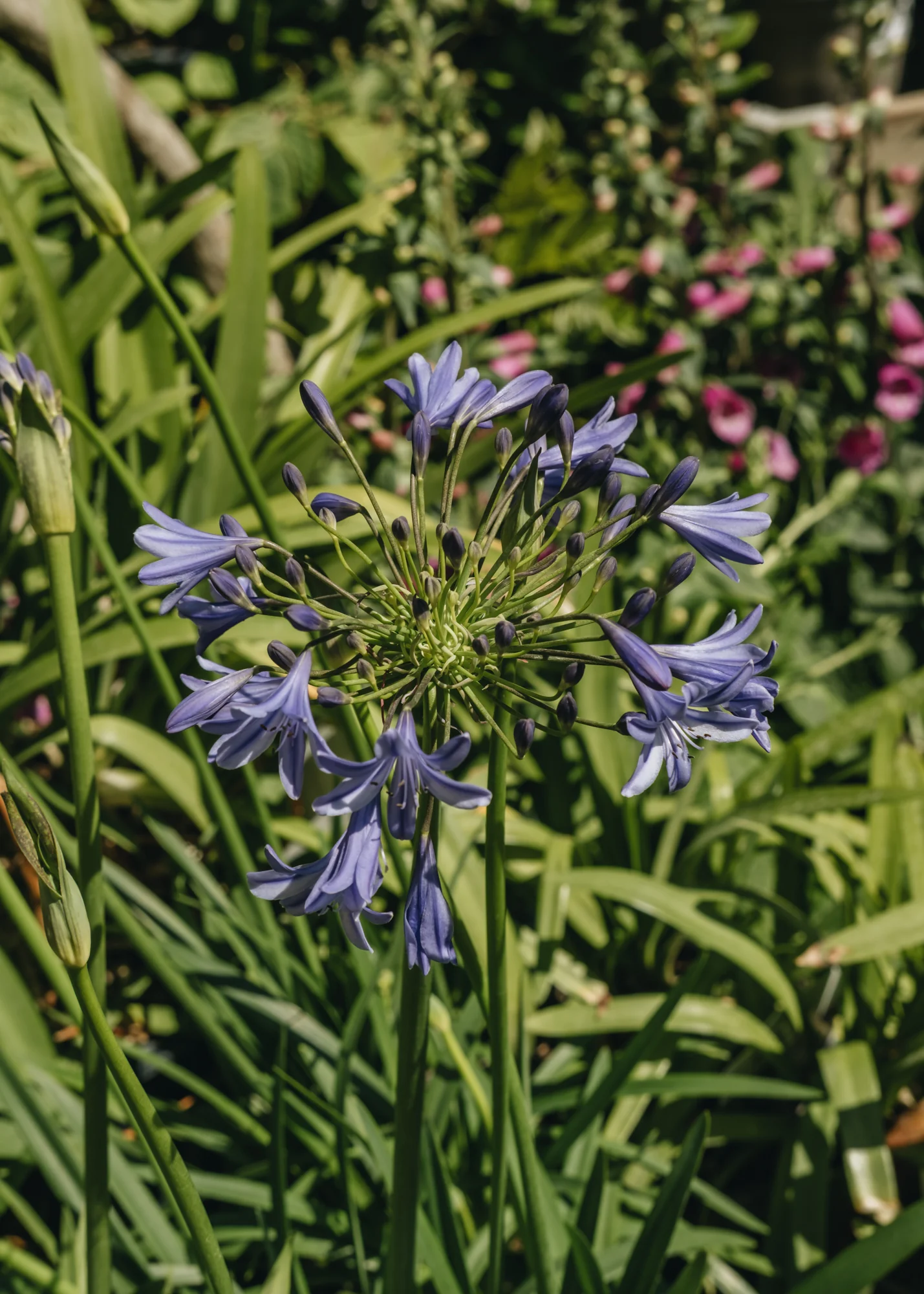 Agapanthus Lapis Lazuli, 2/3L - Image 2
