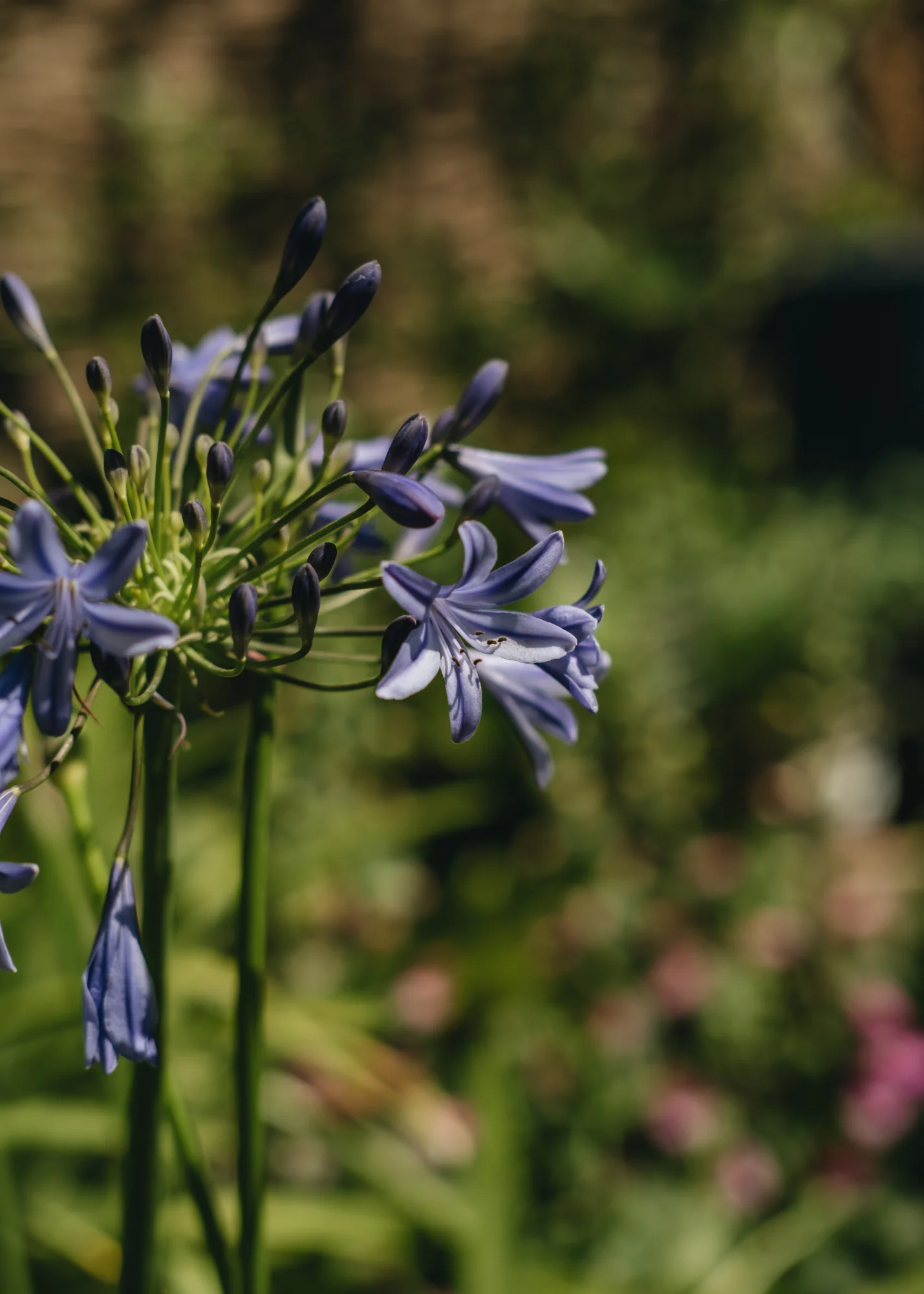 Agapanthus Lapis Lazuli, 2/3L - Image 3