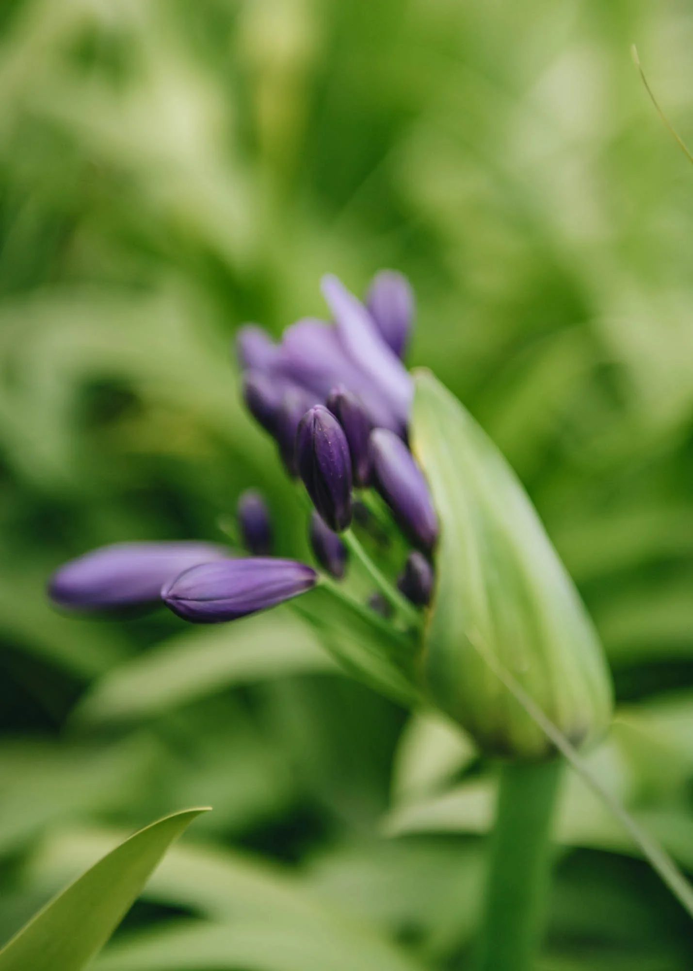 Agapanthus Poppin' Purple 2/3L - Image 2