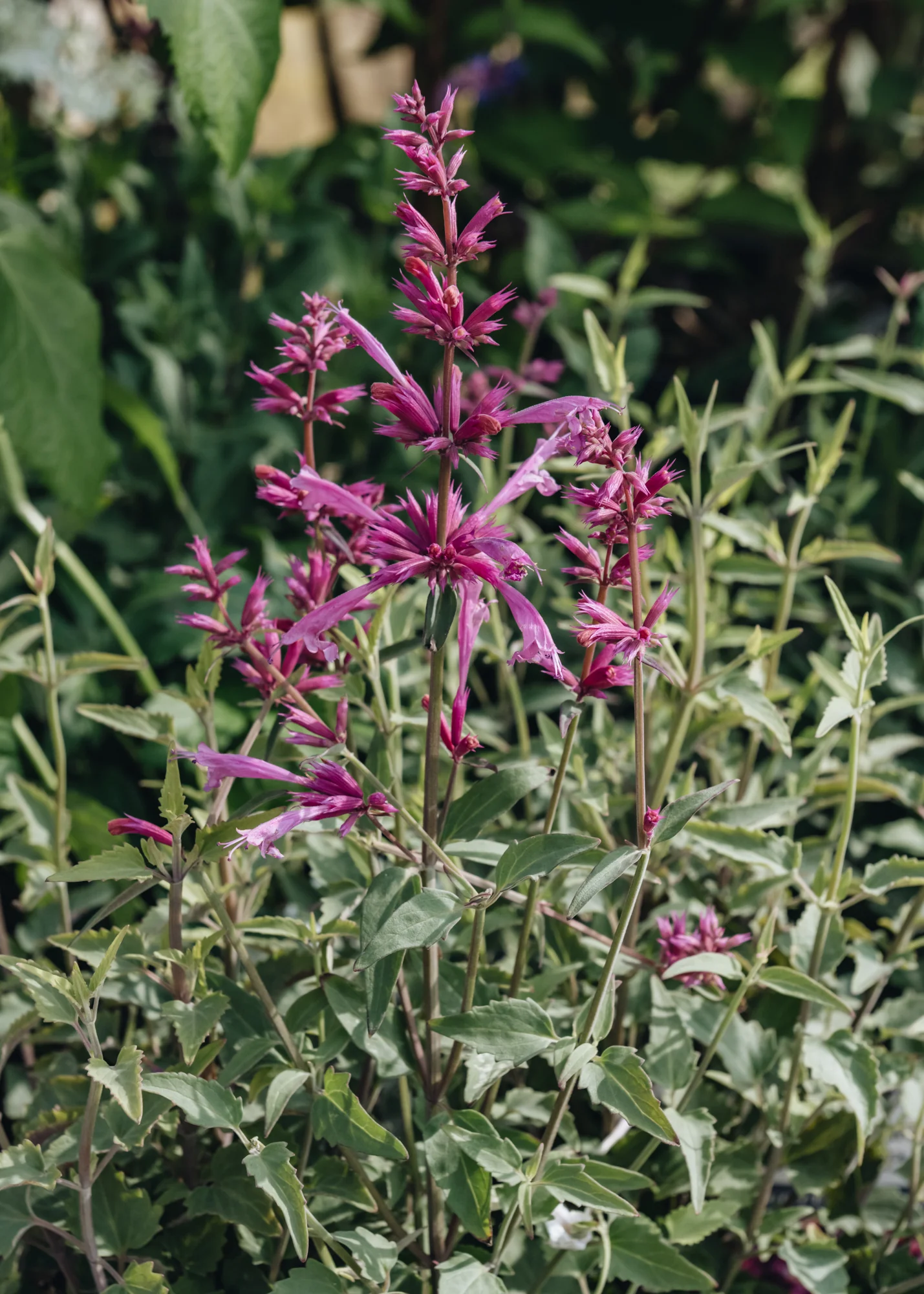Agastache Rosie Posie 2/3L