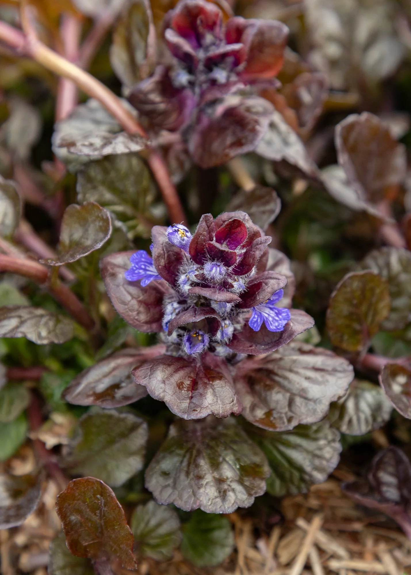 Ajuga reptans 'Black Scallop', 2L