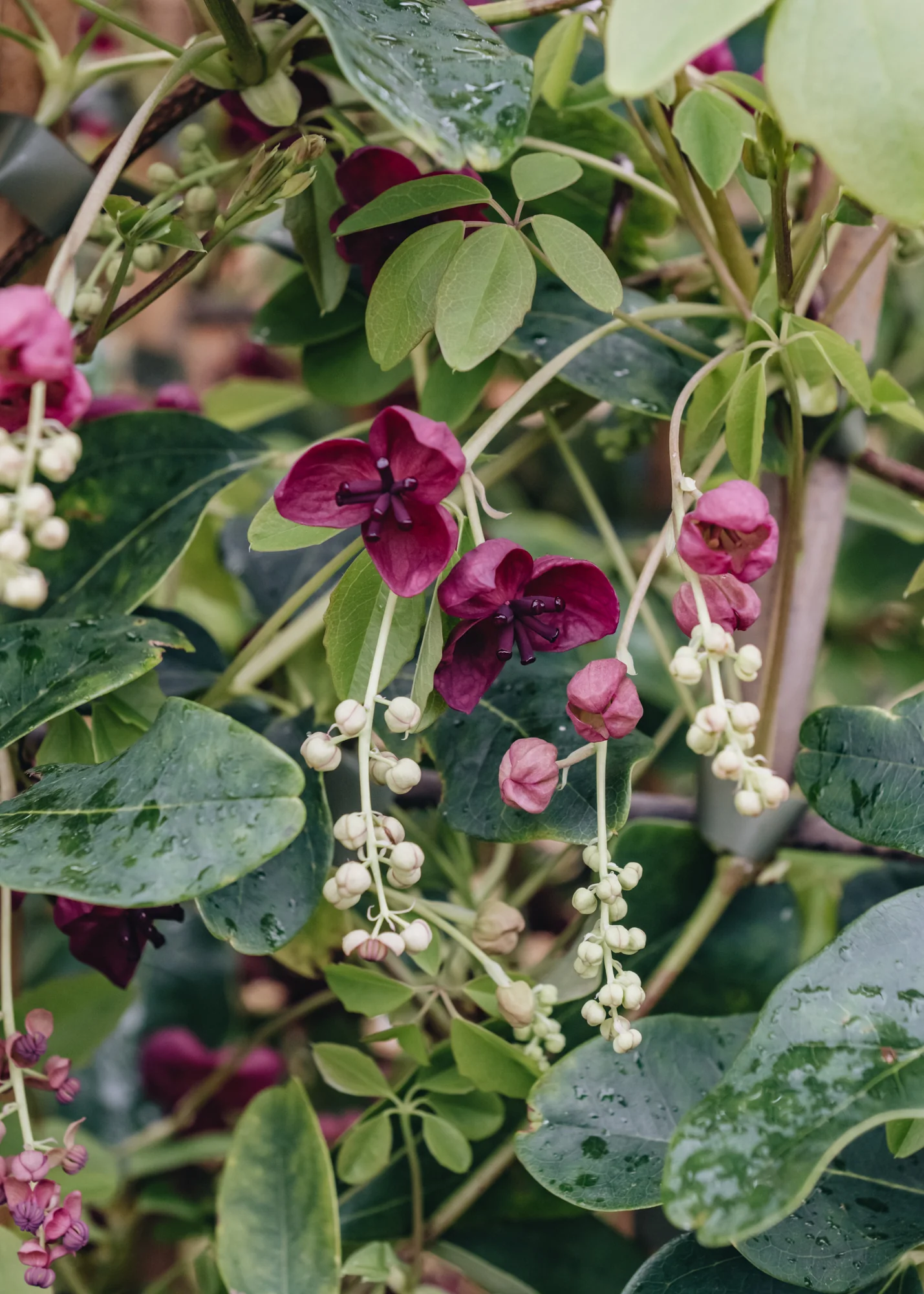 Akebia quinata, 3L