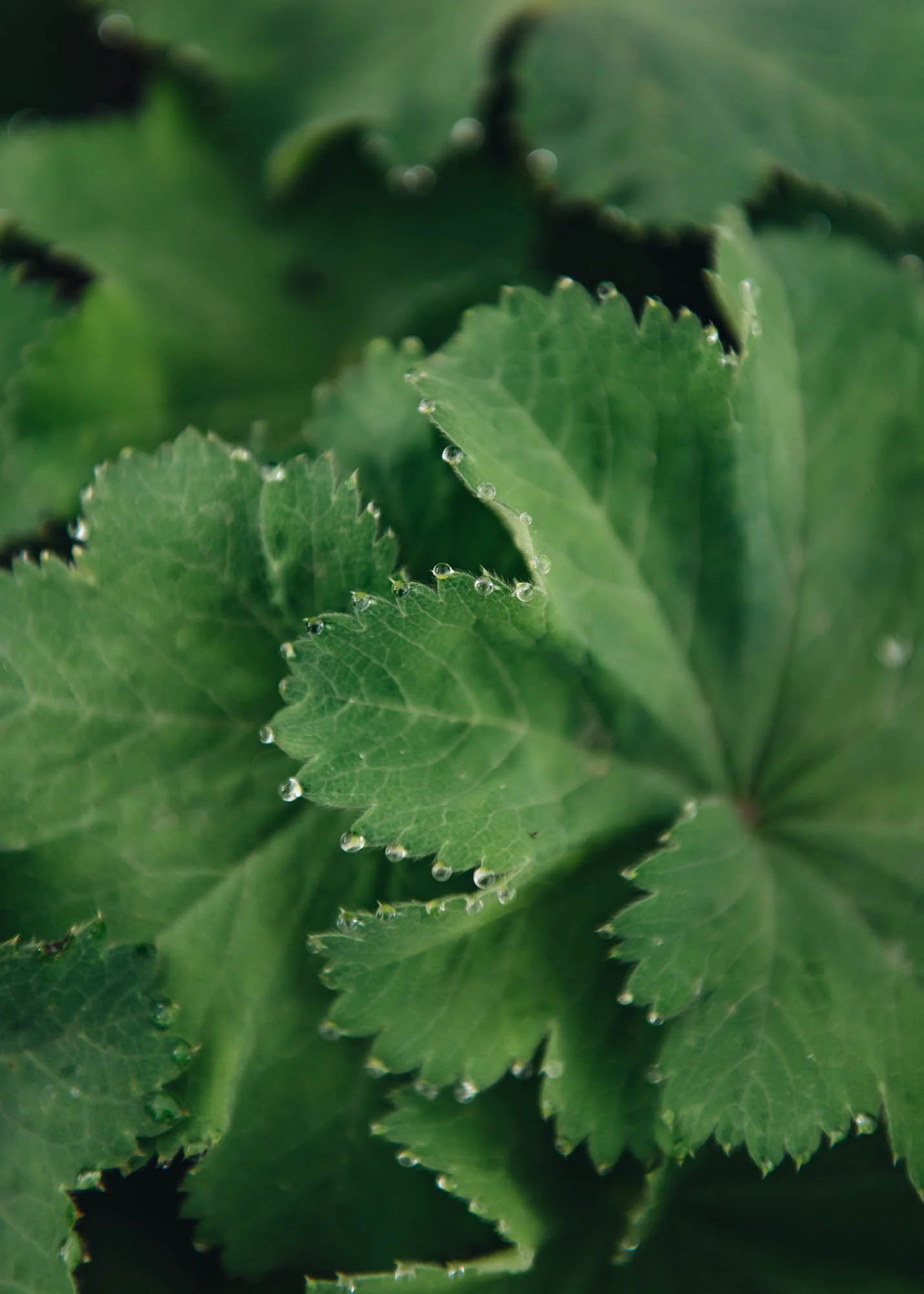 Alchemilla mollis, 5L - Image 2