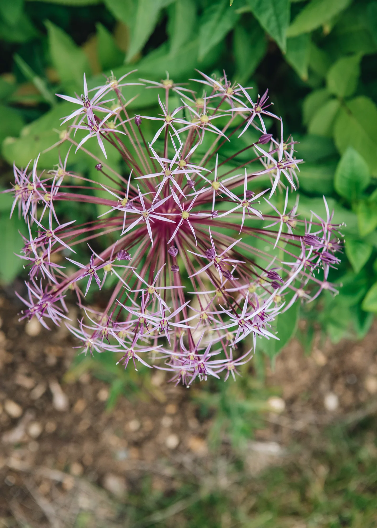 Allium 'Christophii' AGM, 2/3L - Image 2