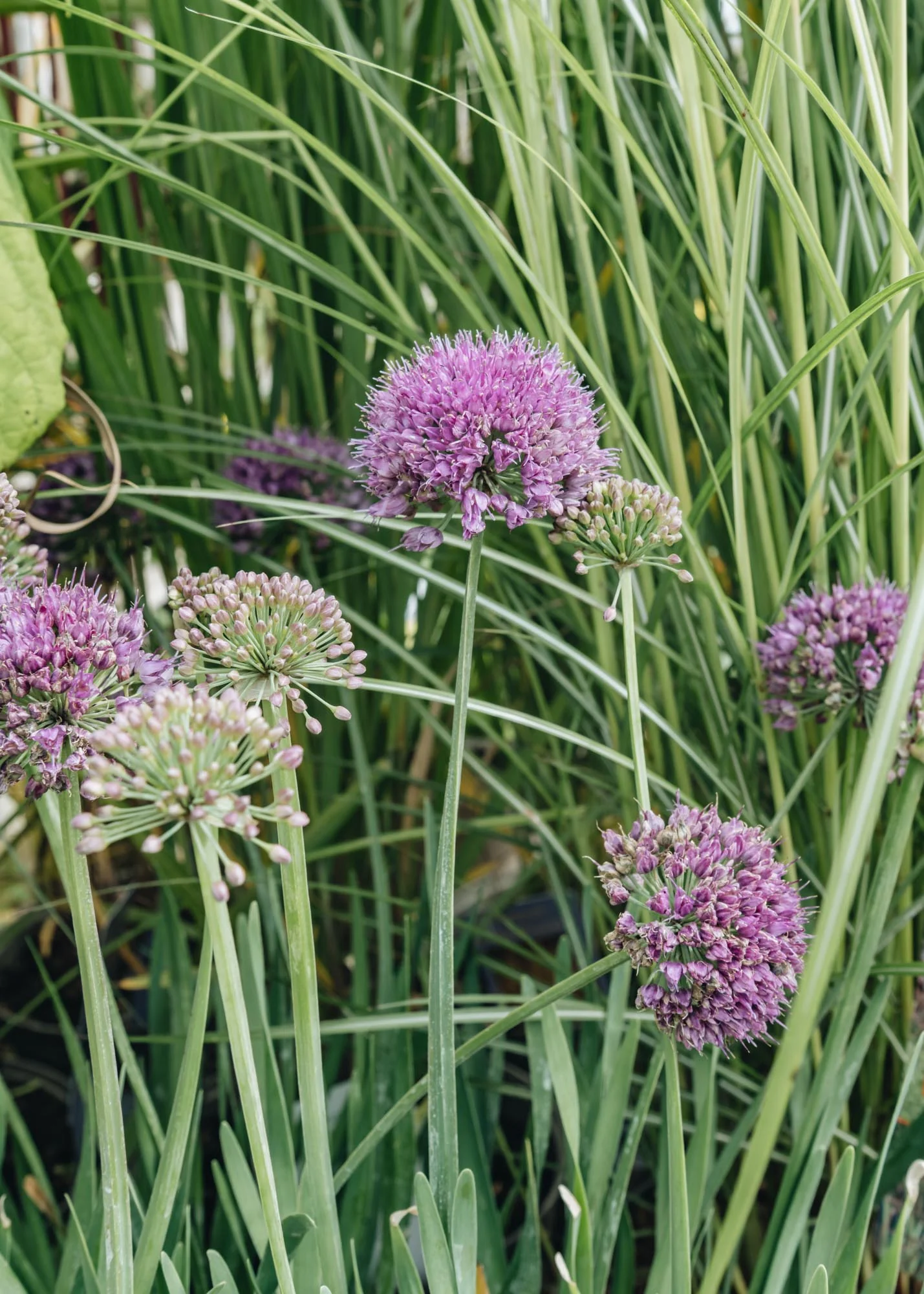 Allium 'Lavender Bubbles', 3L