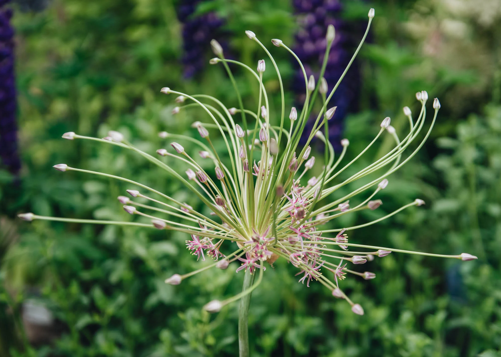 Allium 'Schubertii', 2L