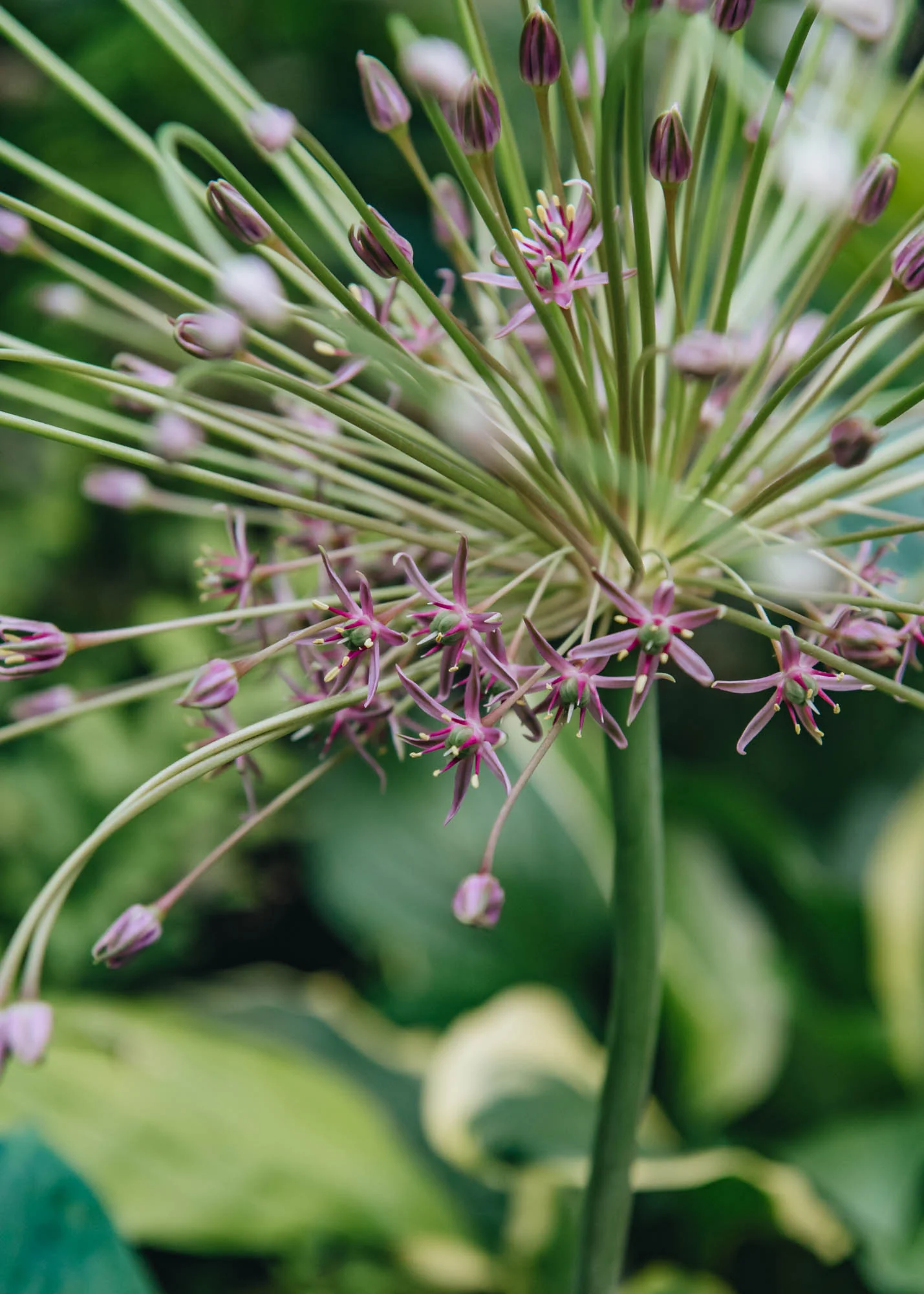 Allium 'Schubertii', 2L - Image 2