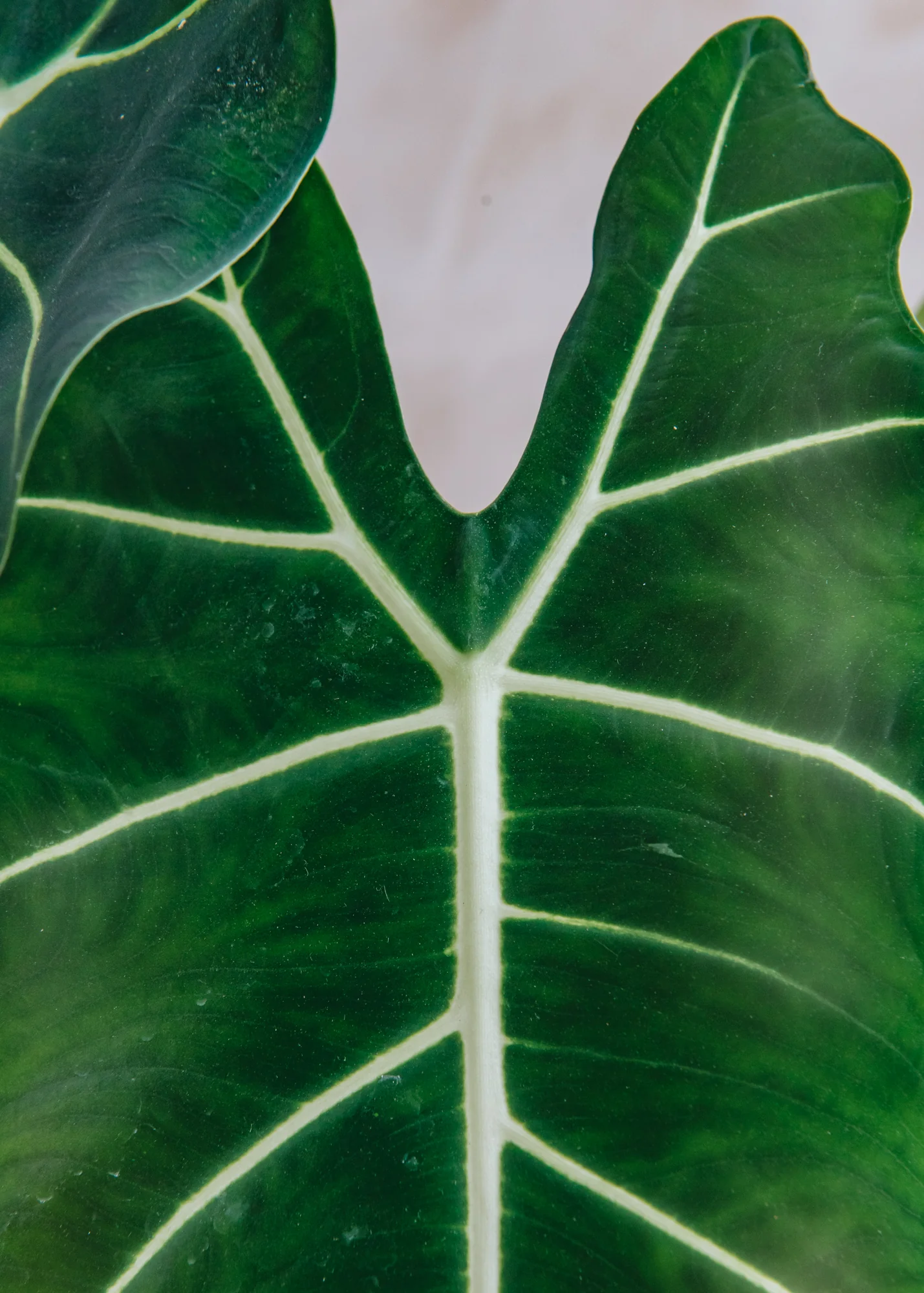 Alocasia Micholitziana Frydek - Image 2