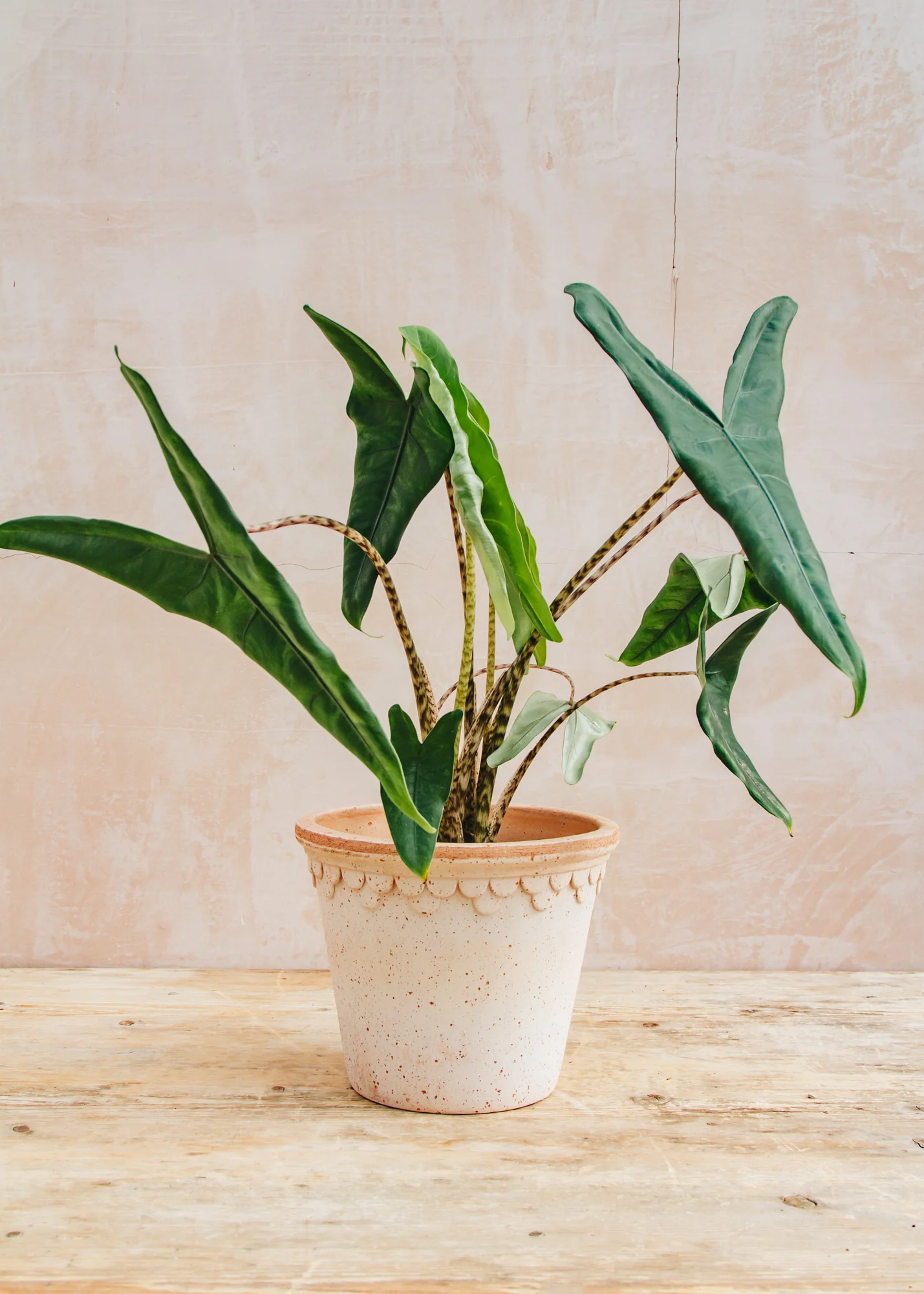 Alocasia Tigrina