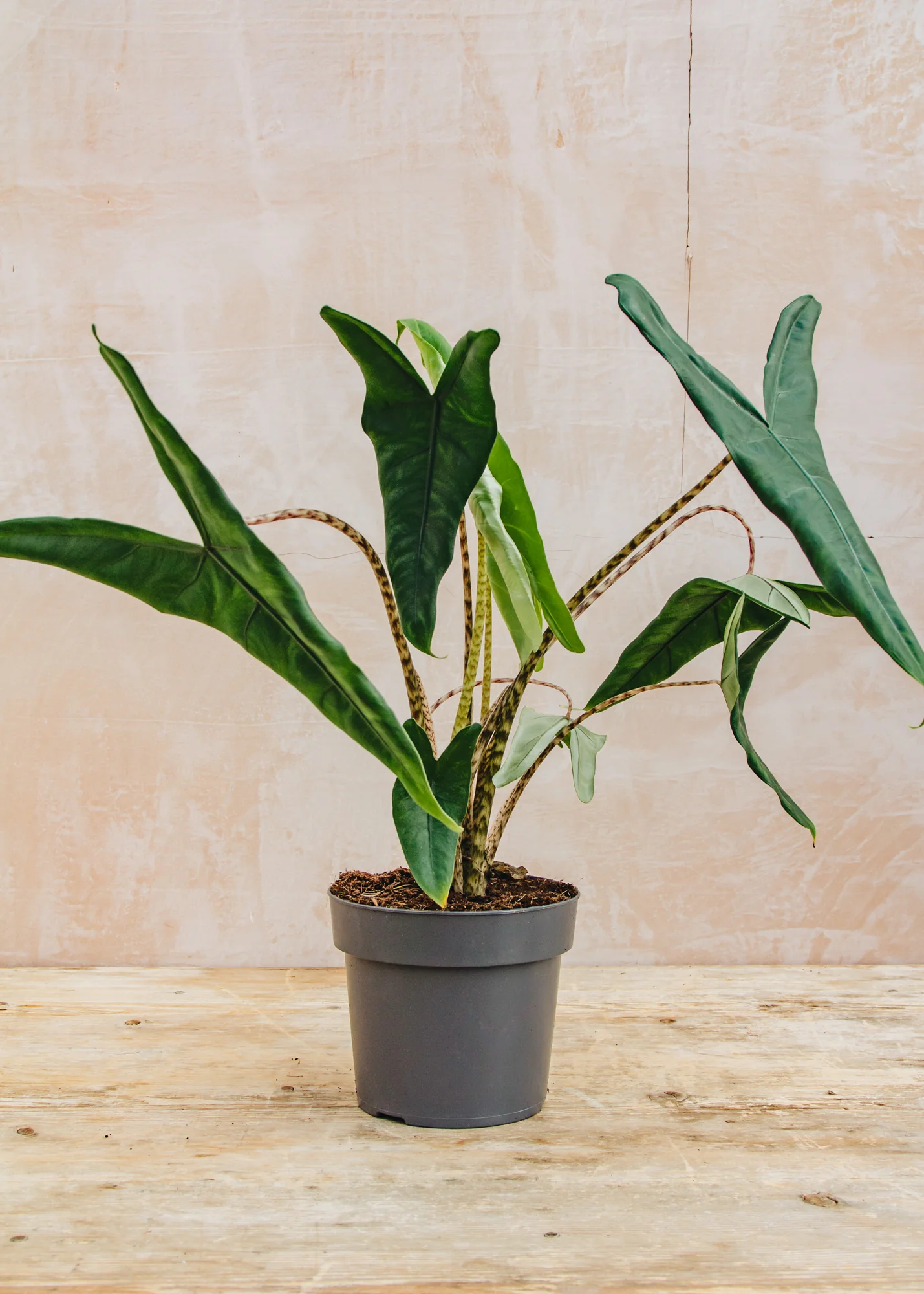Alocasia Tigrina - Image 2