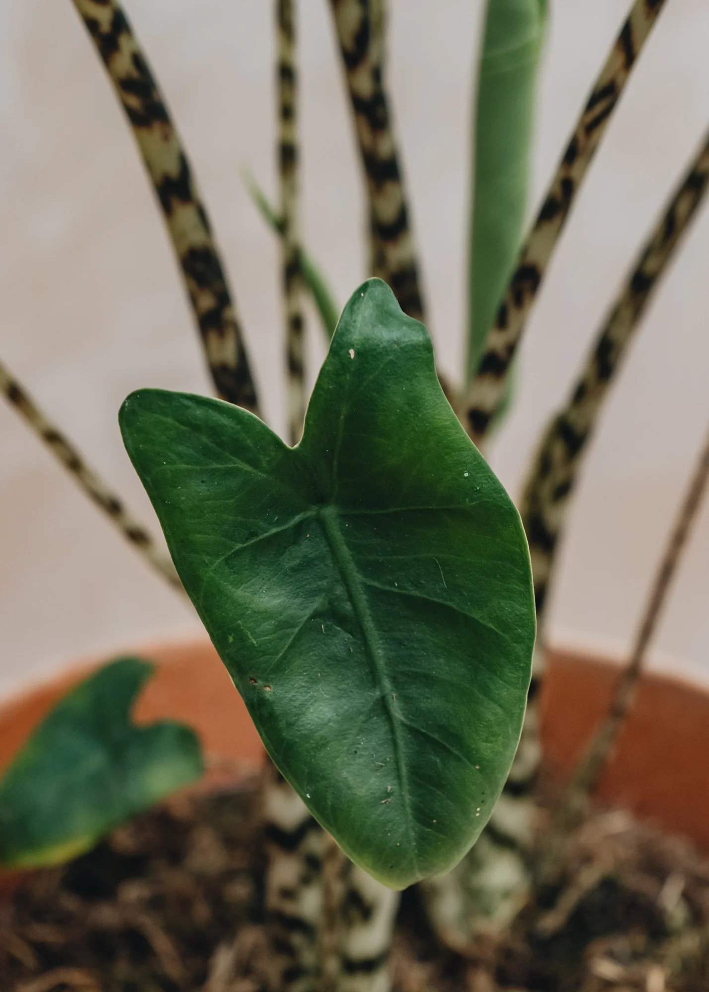 Alocasia Tiger - Image 2