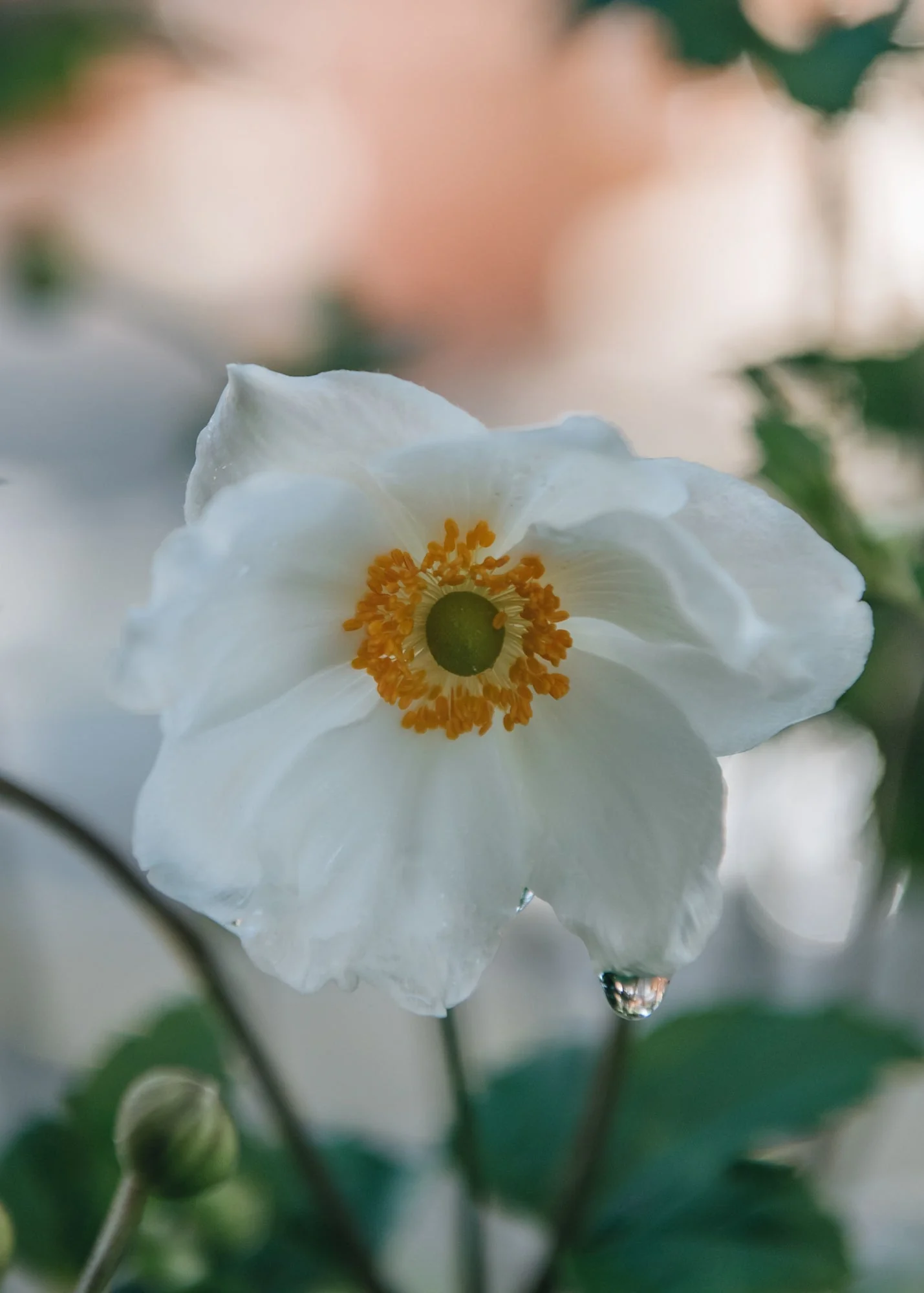 Anemone x hybrida 'Honorine Jobert', 2/3L