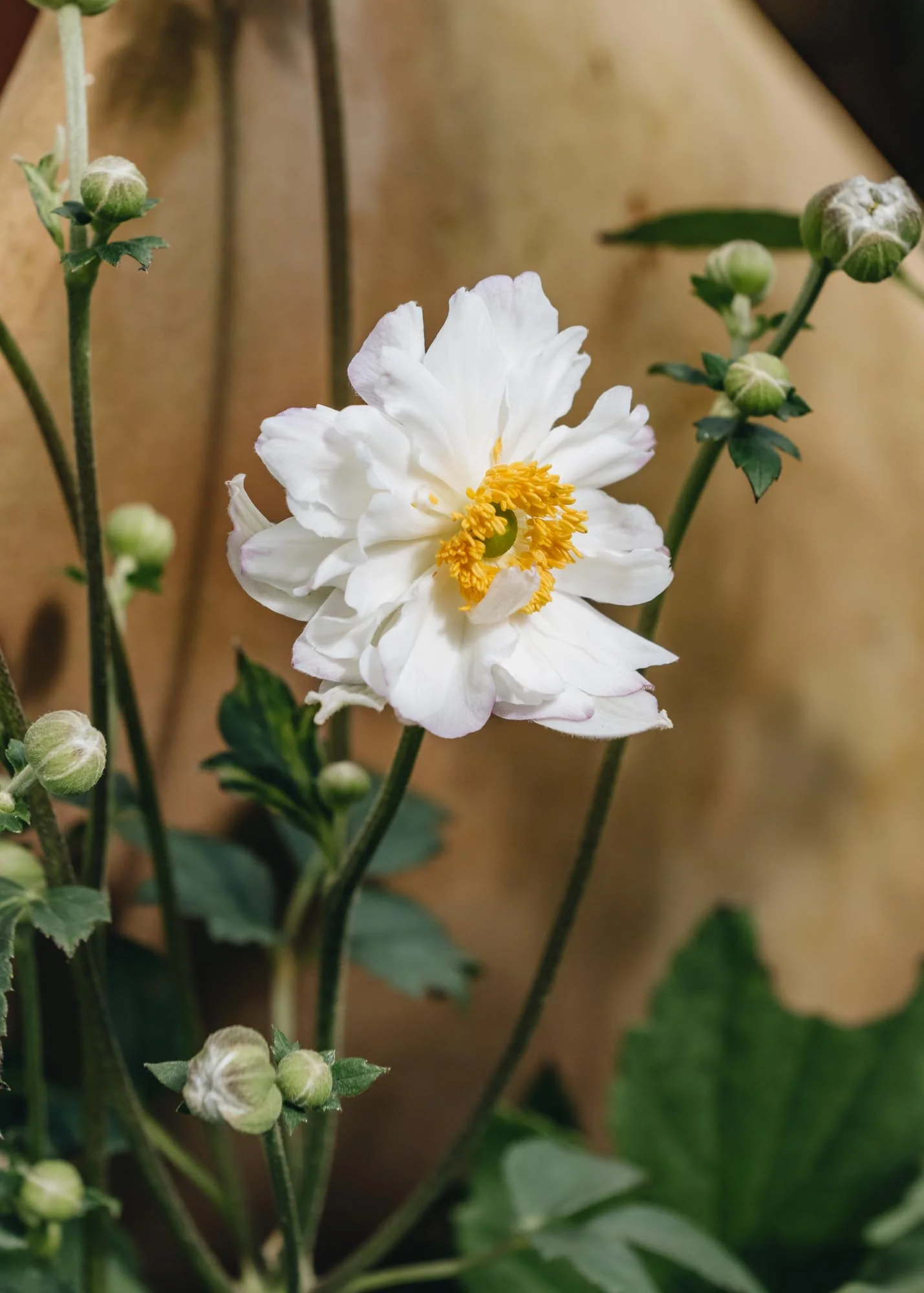 Anemone Snow Angel, 2/3L - Image 2