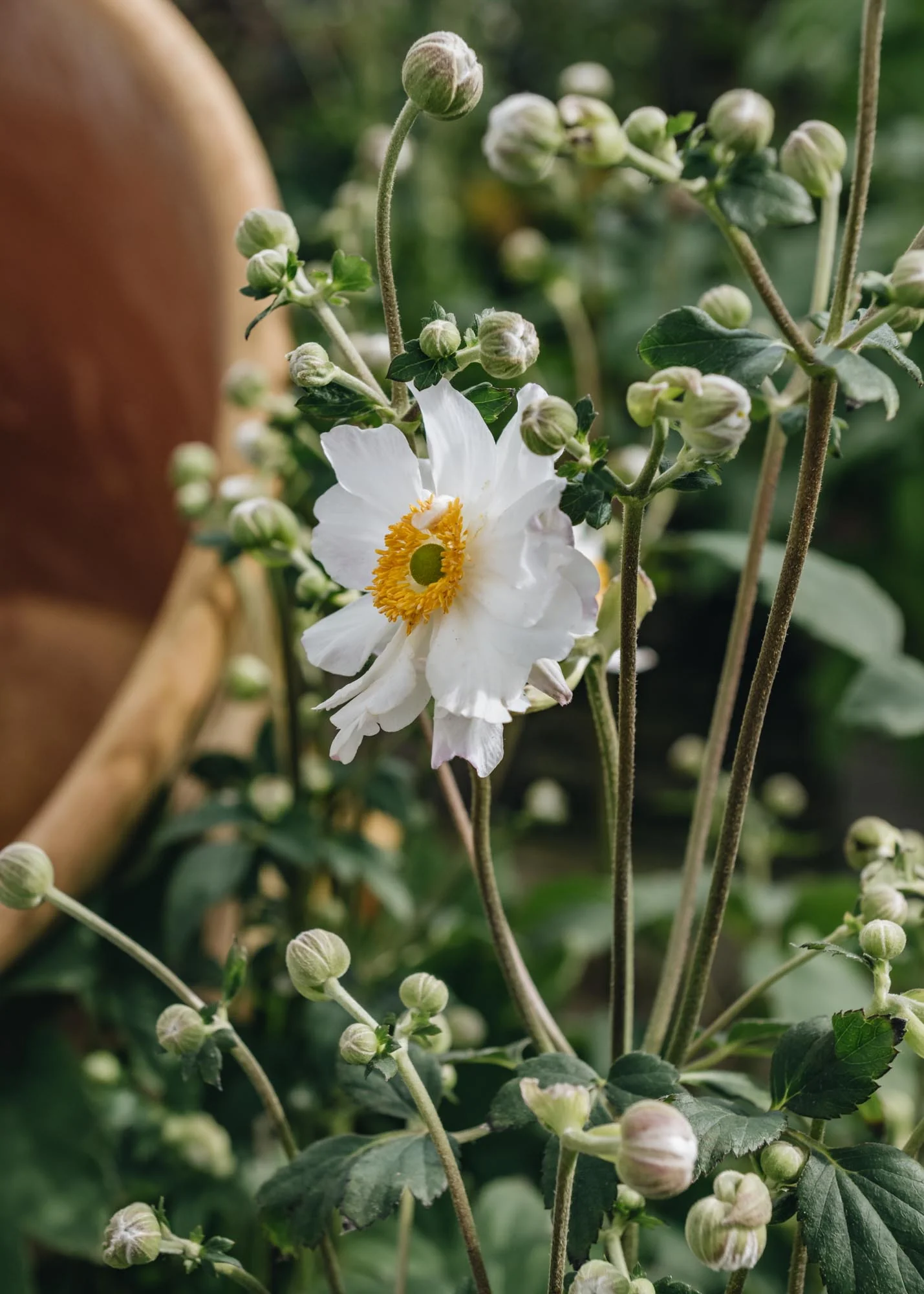 Anemone Snow Angel, 2/3L