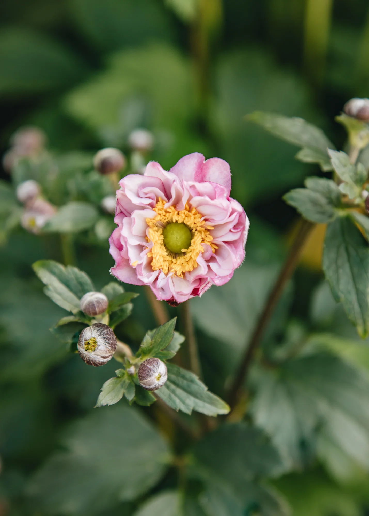 Anemone 'Royal Candy', 2/3L 
