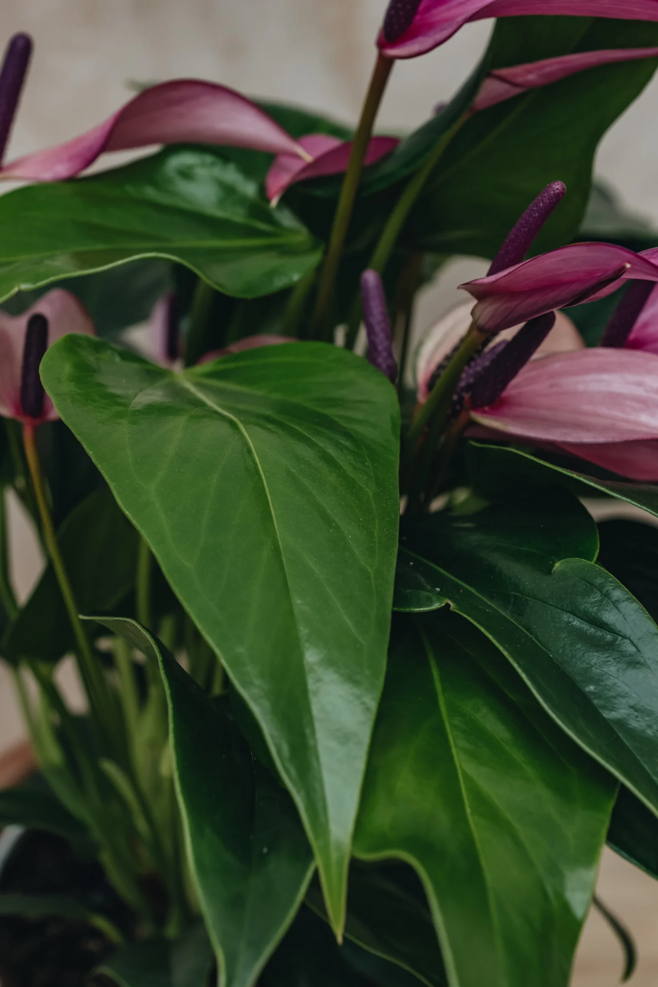 Anthurium Royal Zizou Purple - Image 3