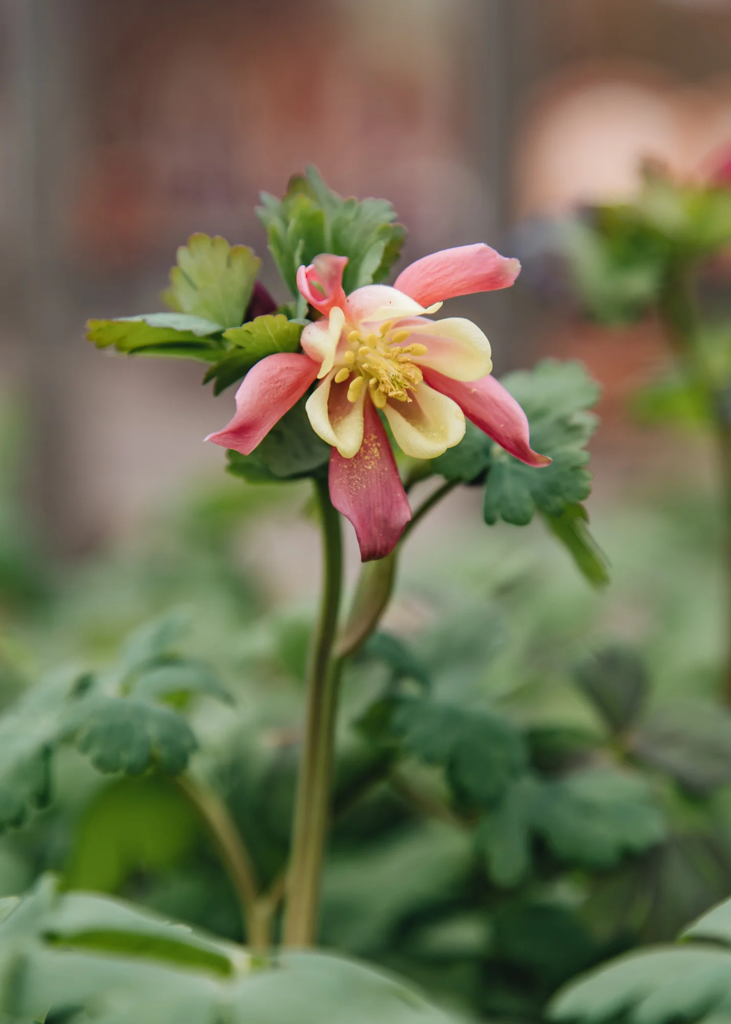 Aquilegia 'Spring Magic Rose and Ivory', 3L
