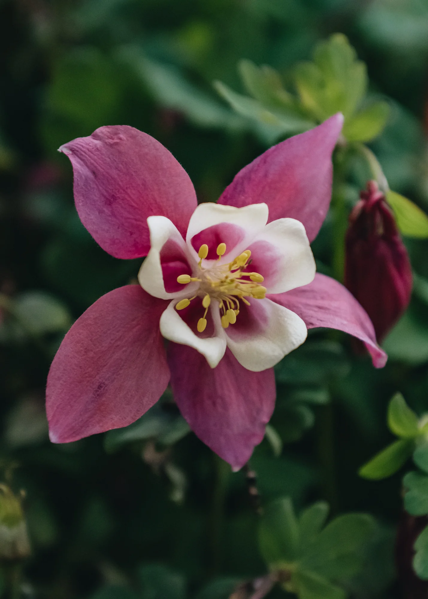 Aquilegia Spring Magic Rose and White, 2/3L