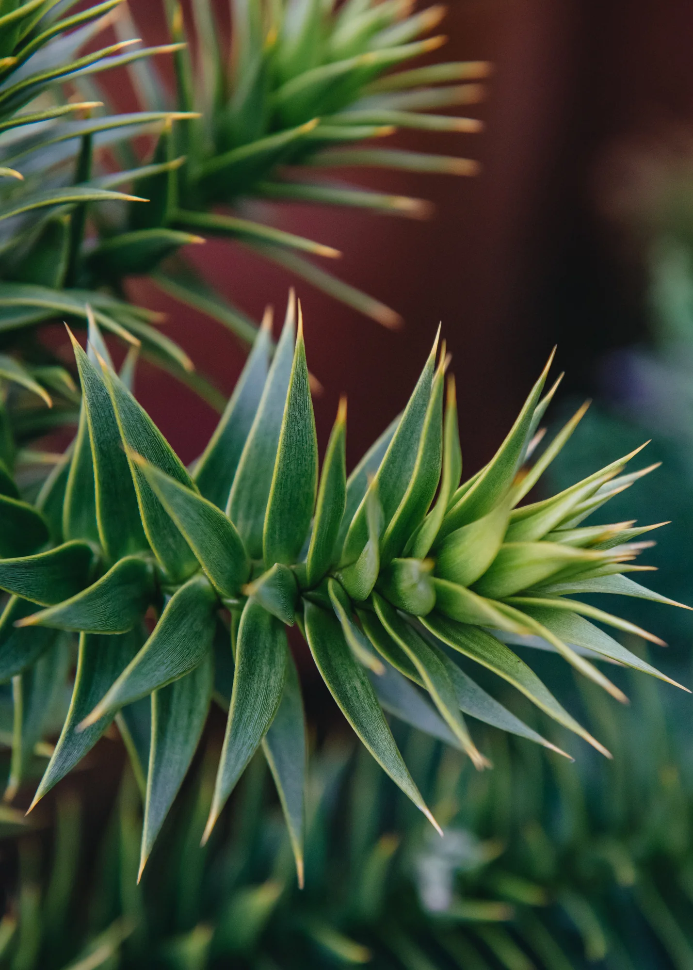 Araucaria araucana 3L - Image 2