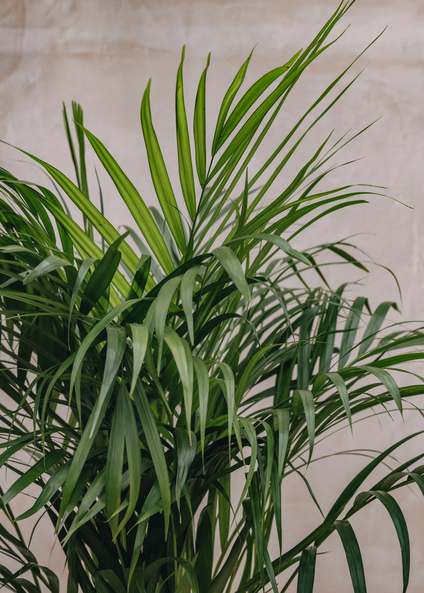 Areca Dypsis lutescens 21cm - Image 2