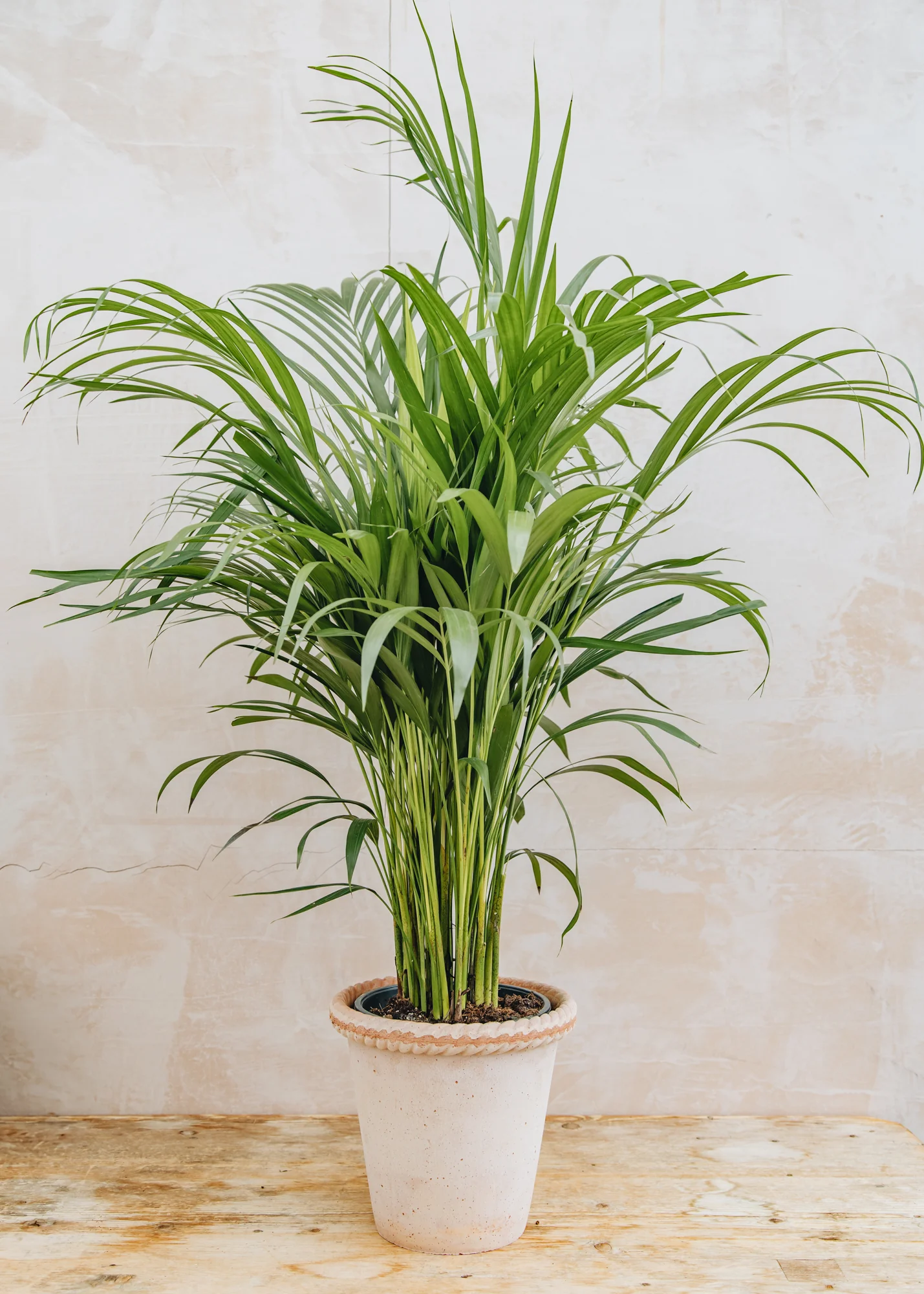 Areca lutescens, 19cm