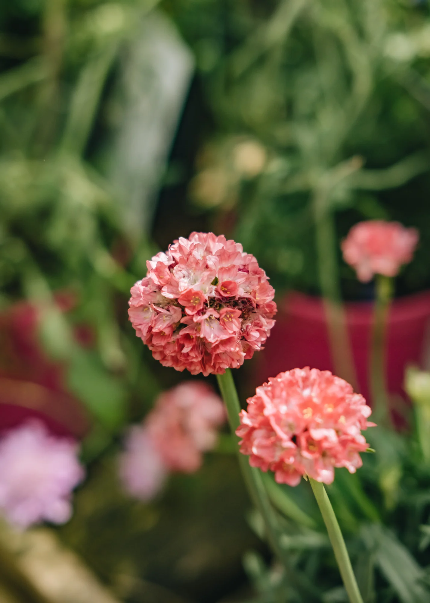 Armeria Dreamera 'Dreamland', 2/3L