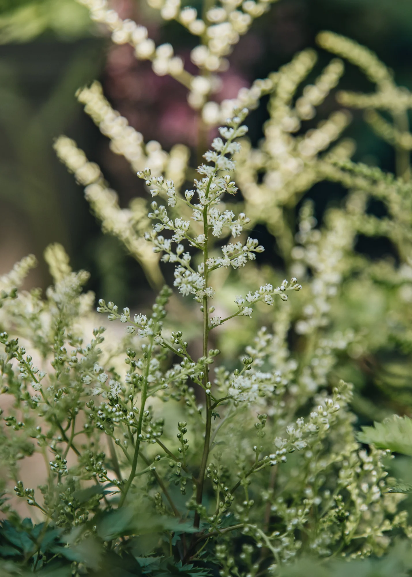 Aruncus Chantilly Lace, 2/3L 