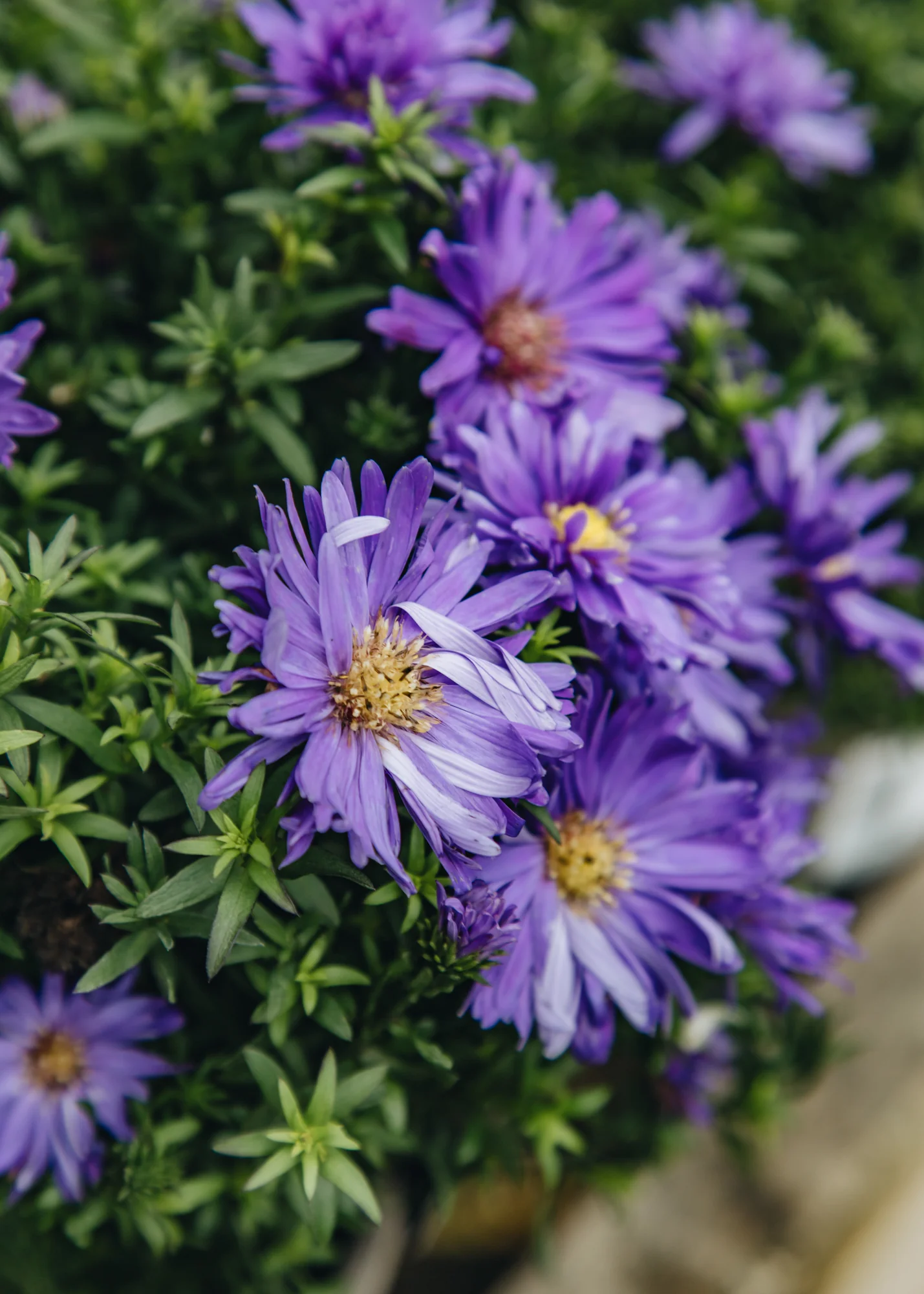 Aster 'Dark Purple Launch', 2/3L - Image 2