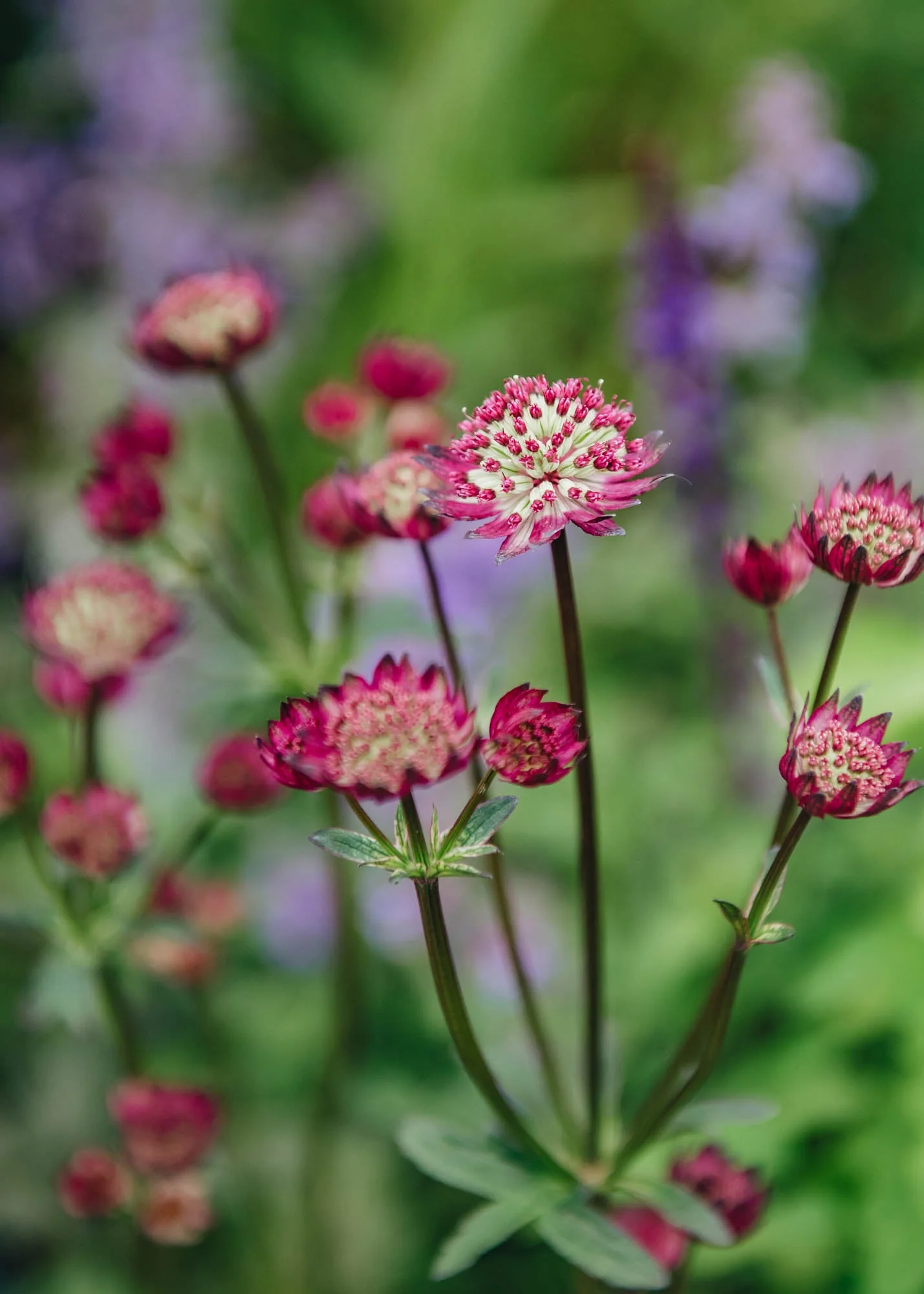 Astrantia major Star of Beauty, 2/3L