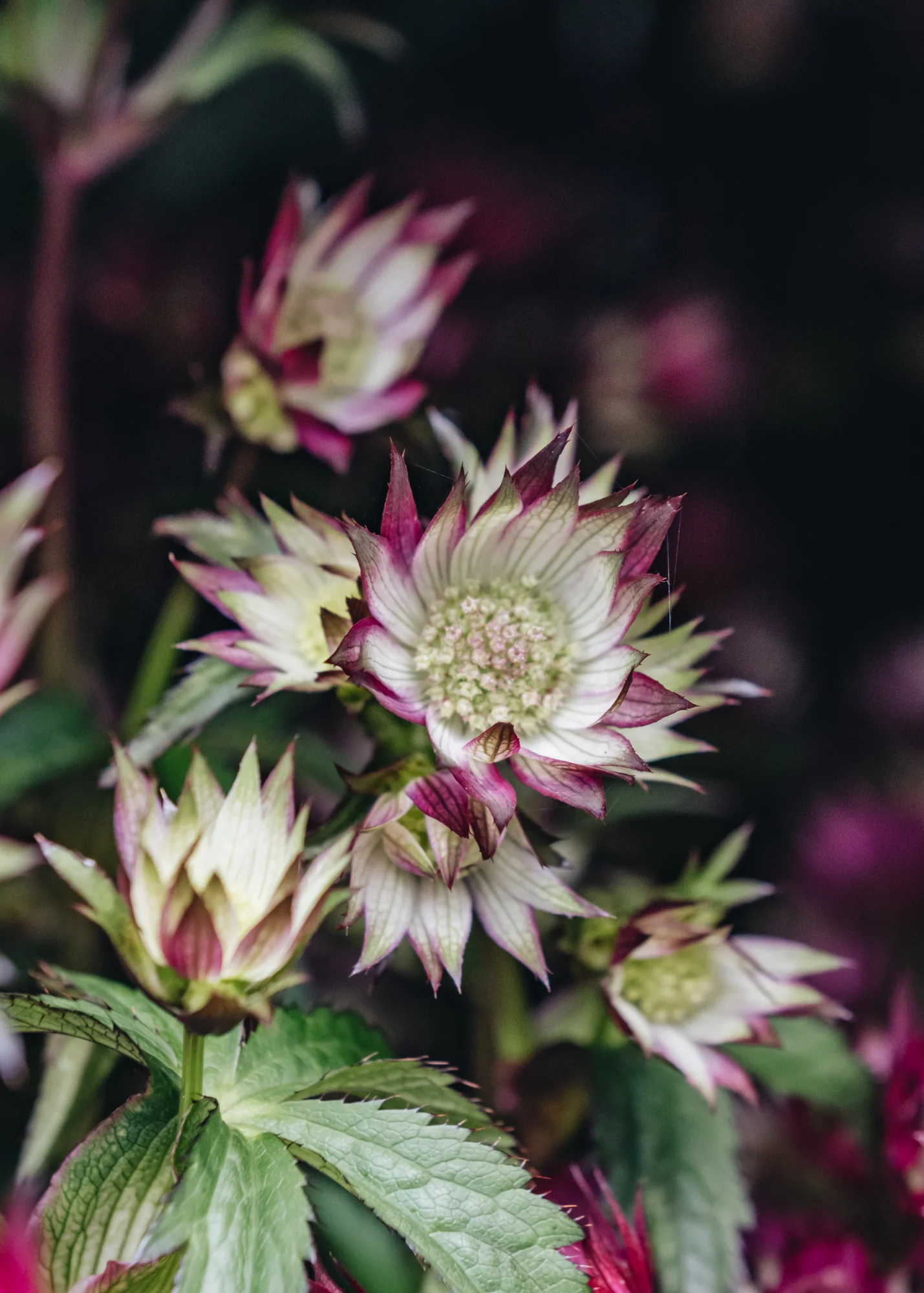 Astrantia 'Sparkling Stars Pink', 2L