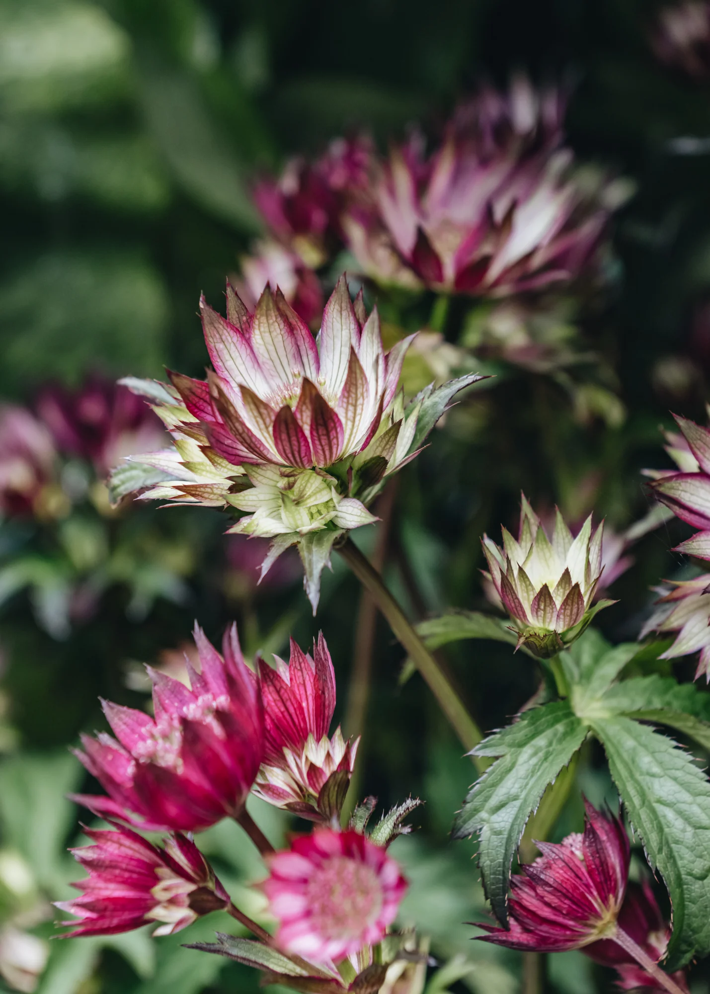Astrantia 'Sparkling Stars Pink', 2L - Image 2
