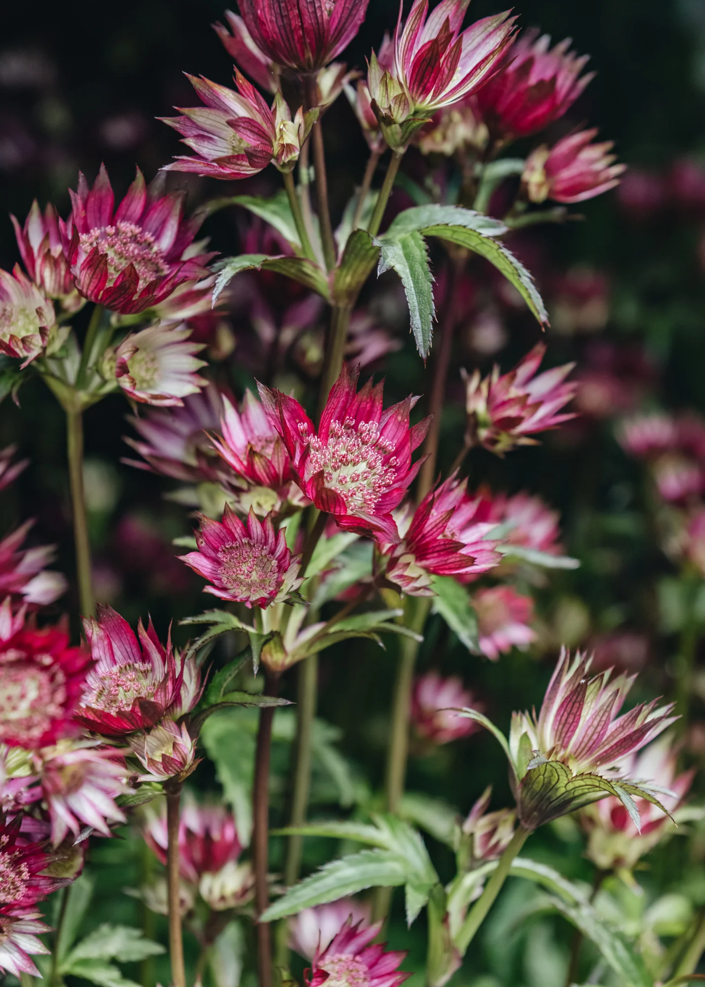 Astrantia 'Star of Love', 2L