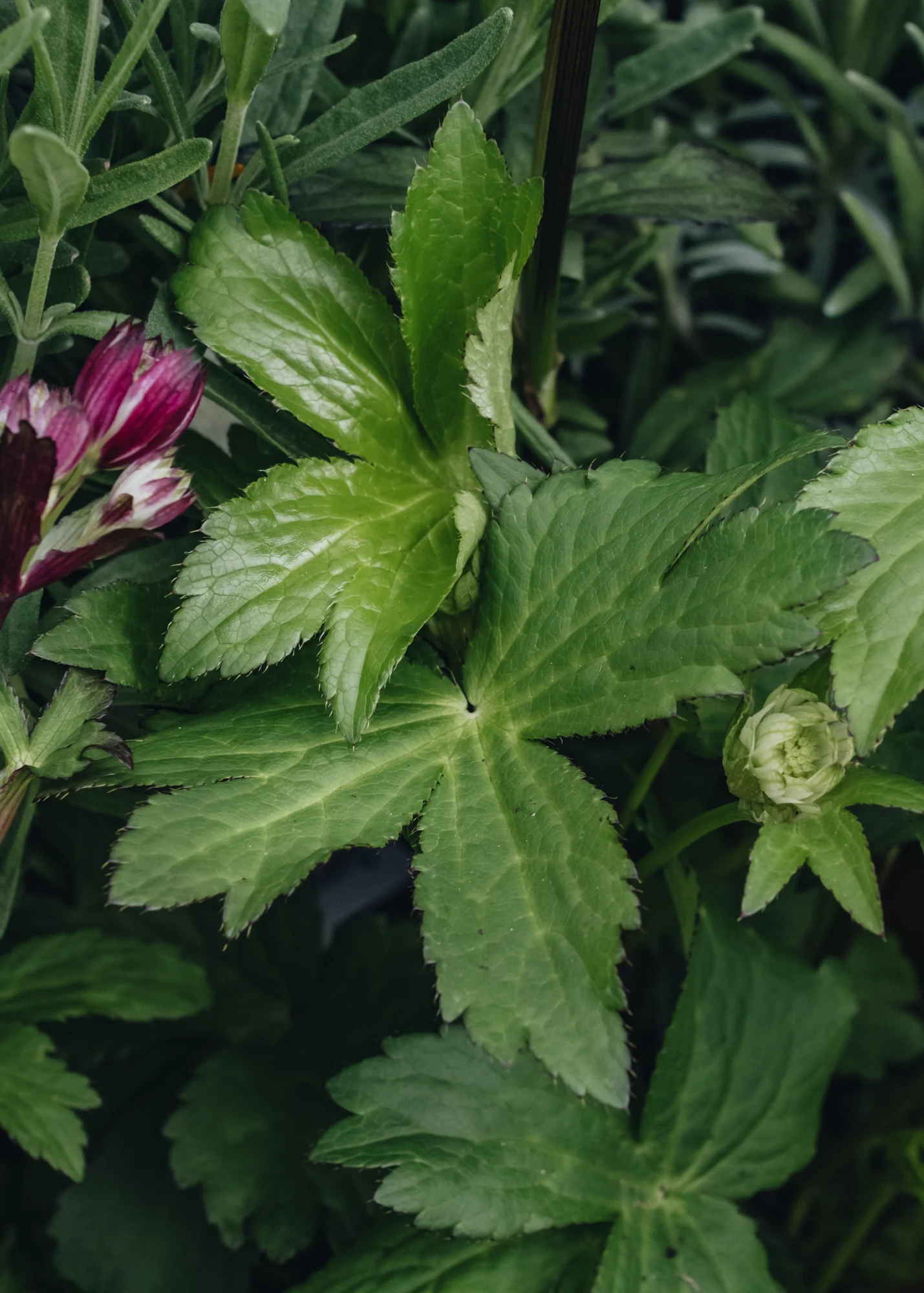 Astrantia 'Star of Passion' 2/3L - Image 2