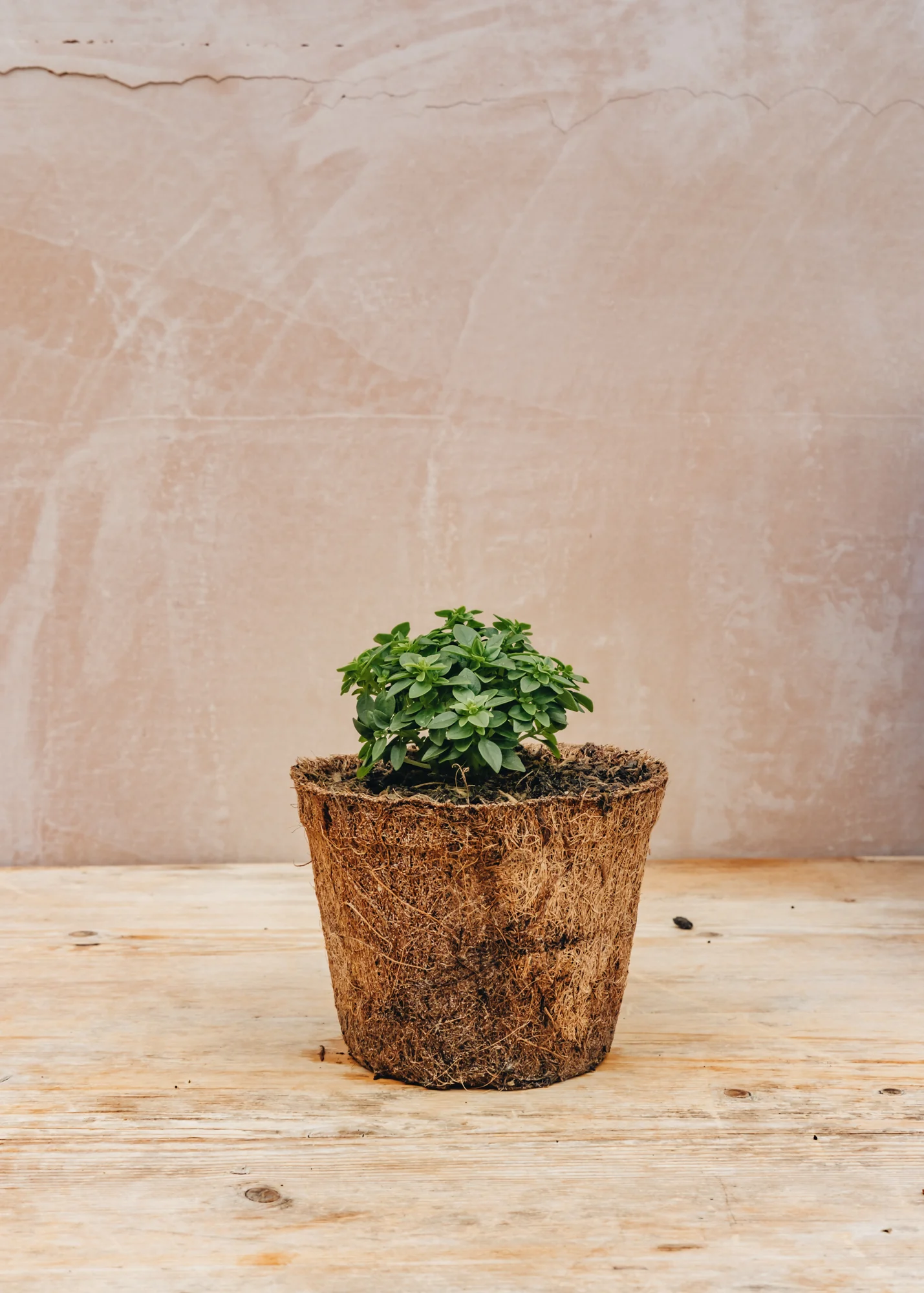 Basil 'Greek', 1L