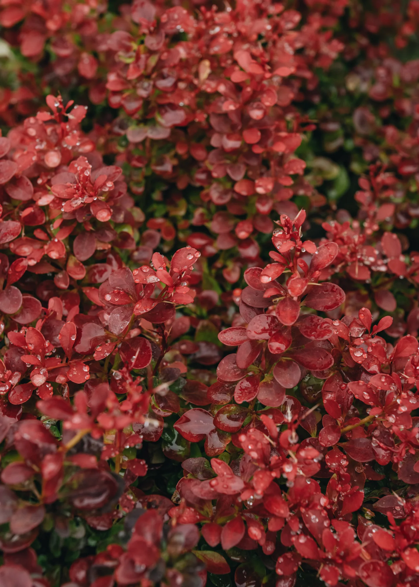 Berberis thunbergii Fireball, 3L