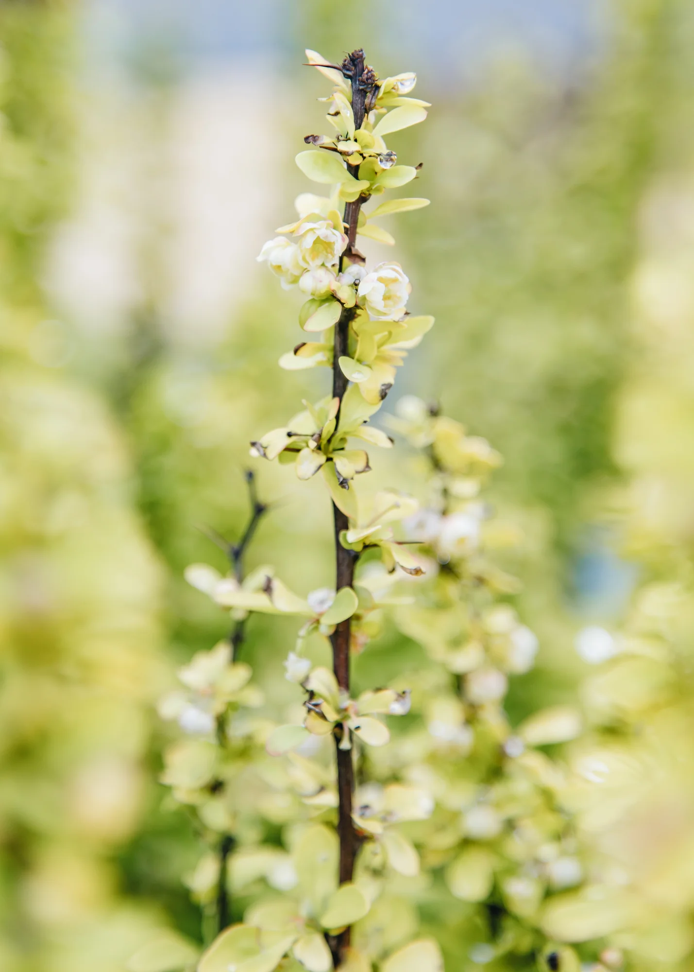 Berberis thunbergii Maria, 3L - Image 2