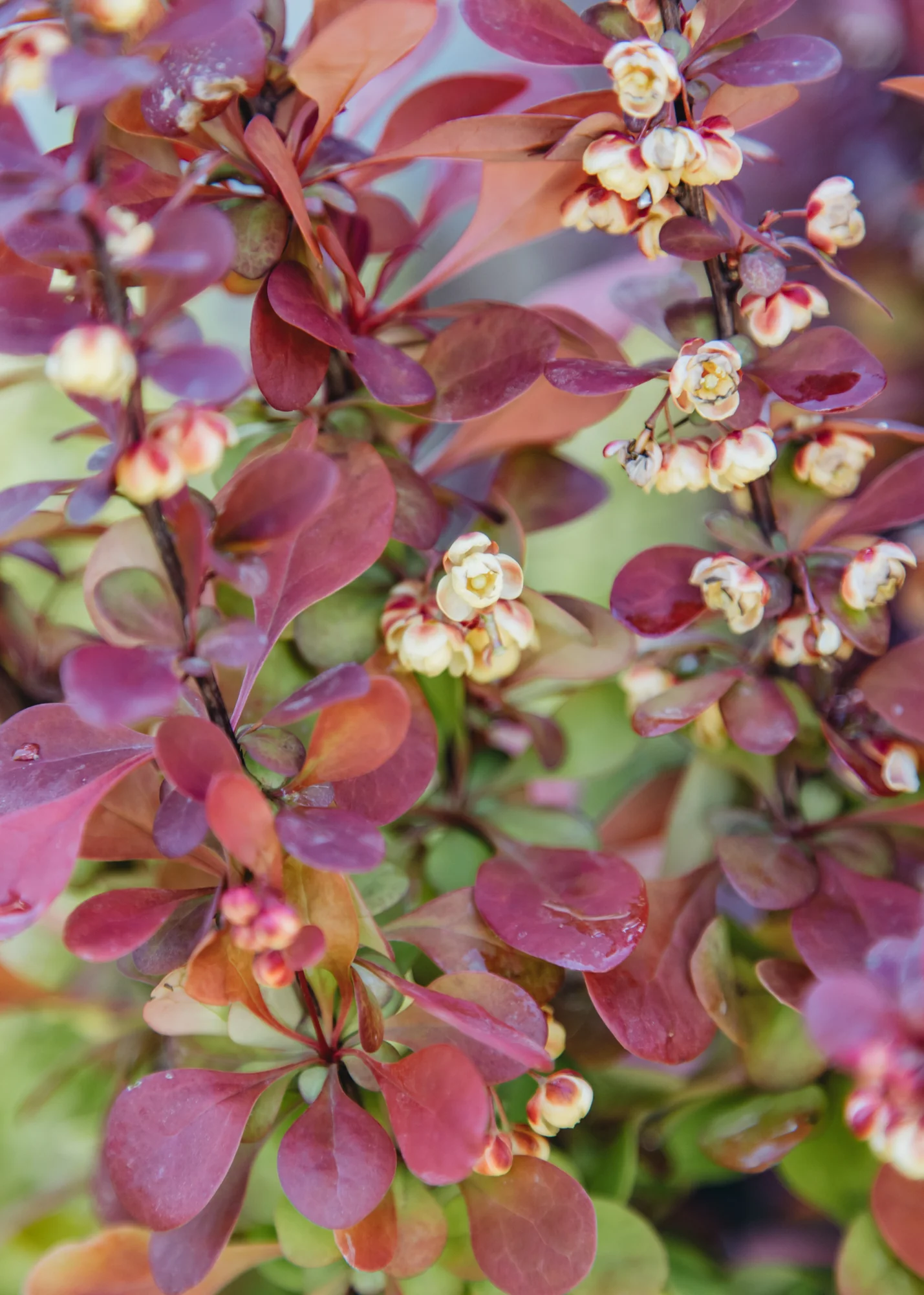 Berberis thunbergii Orange Rocket, 3L - Image 3