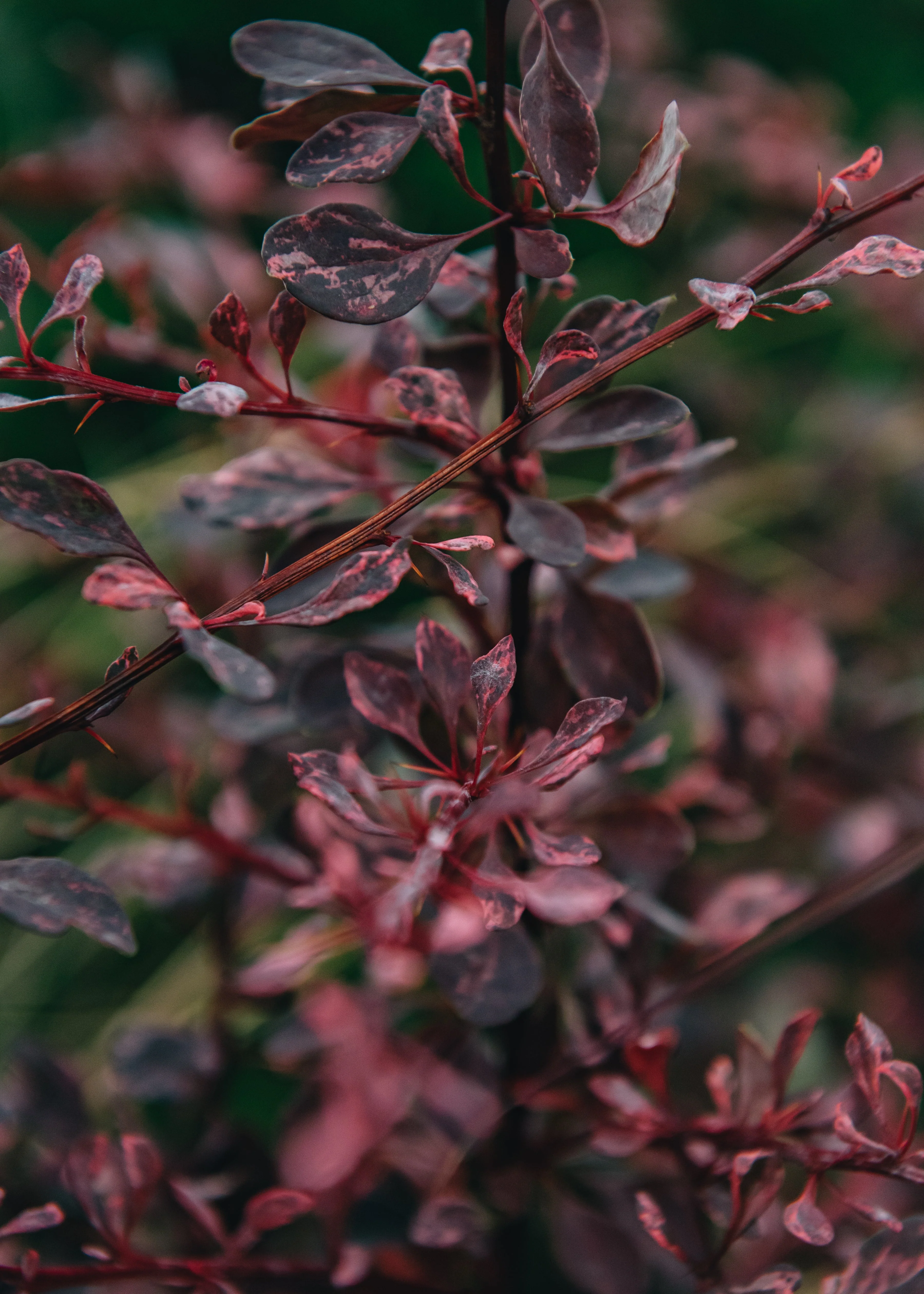 Berberis thunbergii Rose Glow AGM, 3L