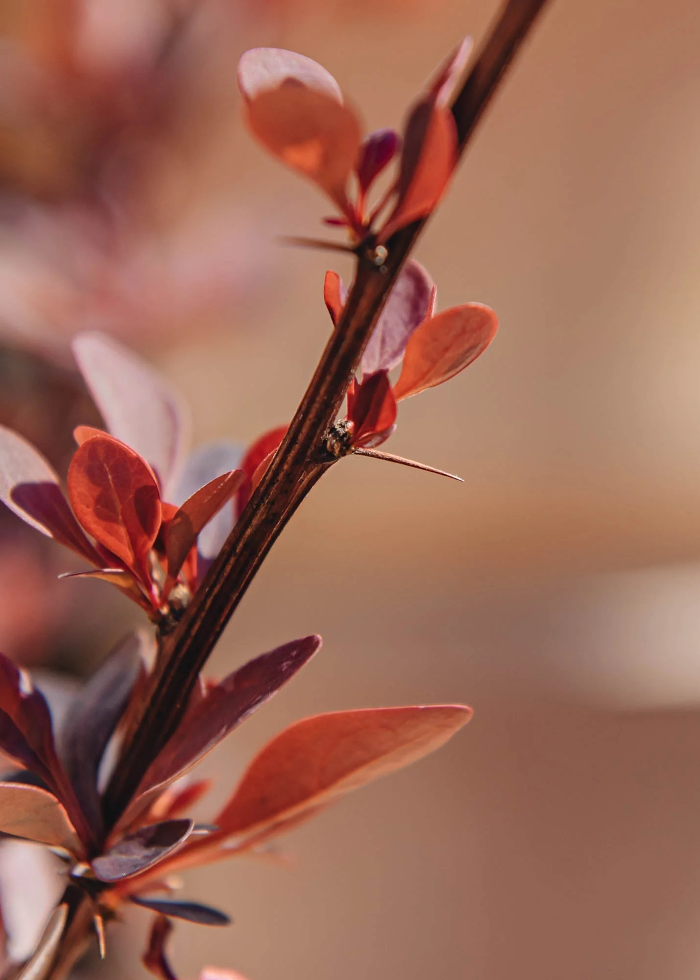 Berberis thunbergii Rose Glow AGM, 3L - Image 2