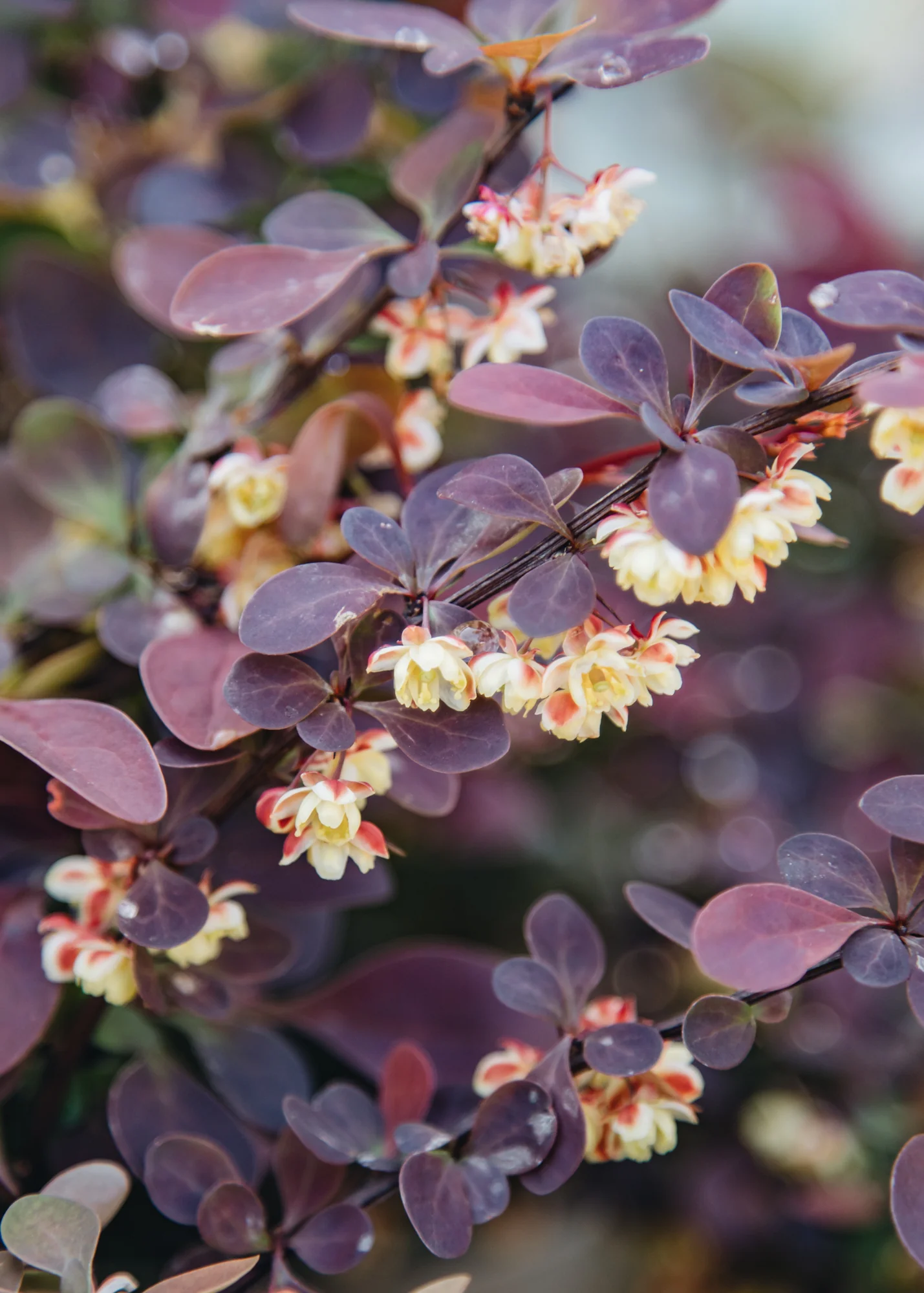Berberis thunbergii Rose Glow AGM, 3L - Image 3