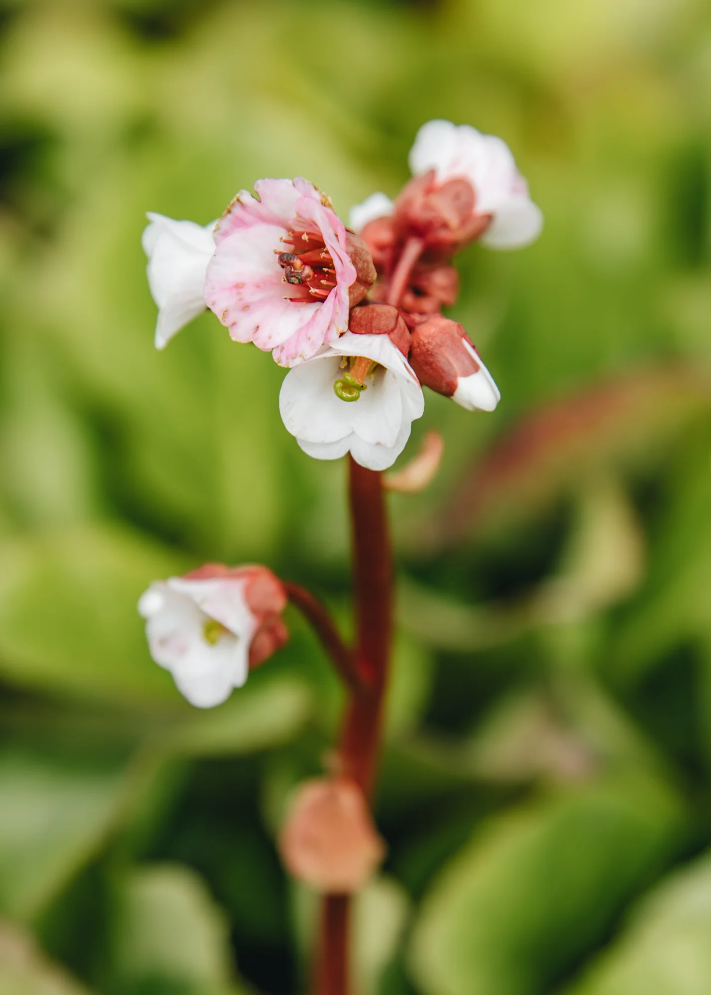 Bergenia cordifolia ‘Jelle White’, 2L - Image 2